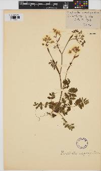 Image of Pimpinella saxifraga