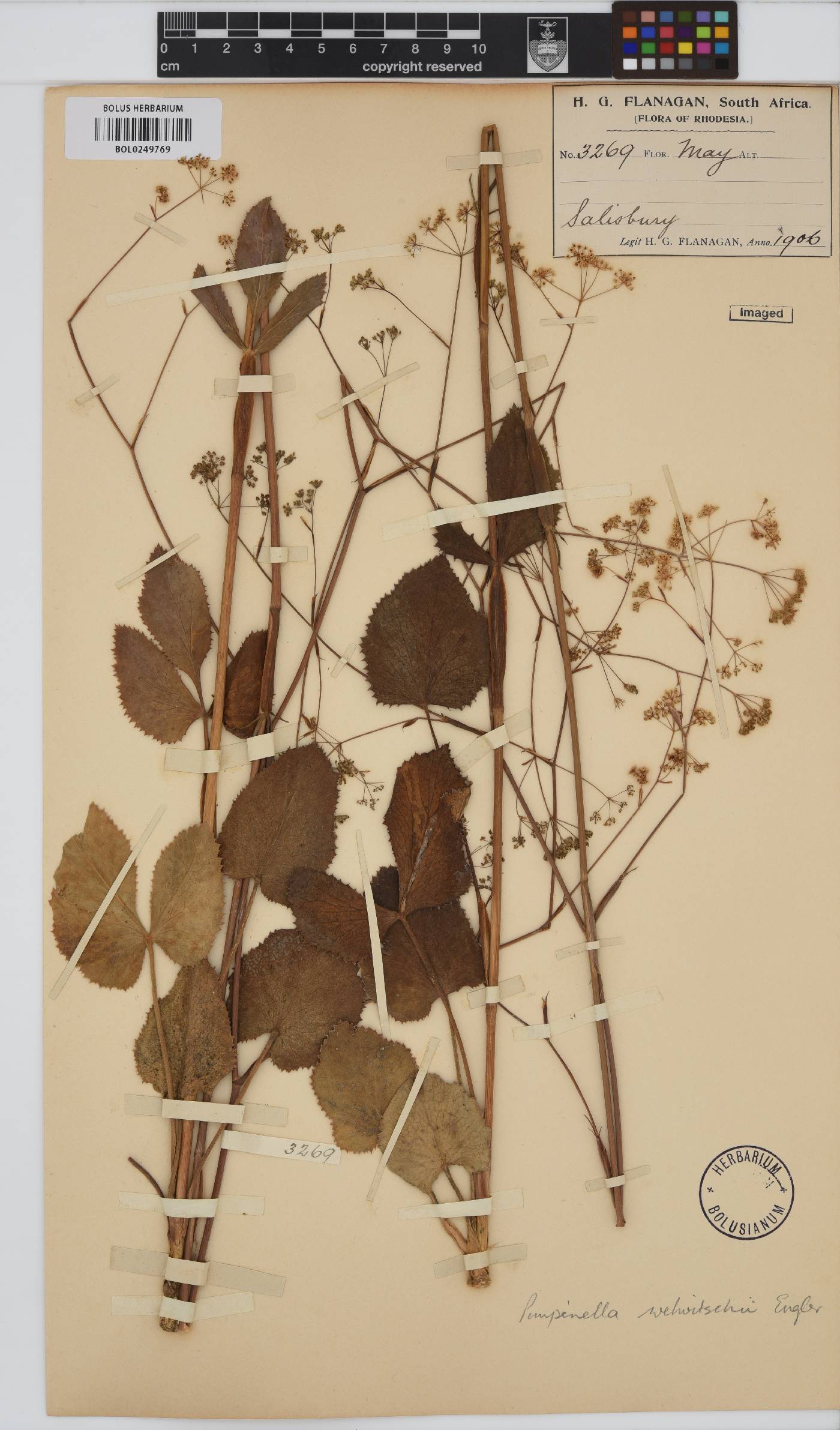Pimpinella huillensis image