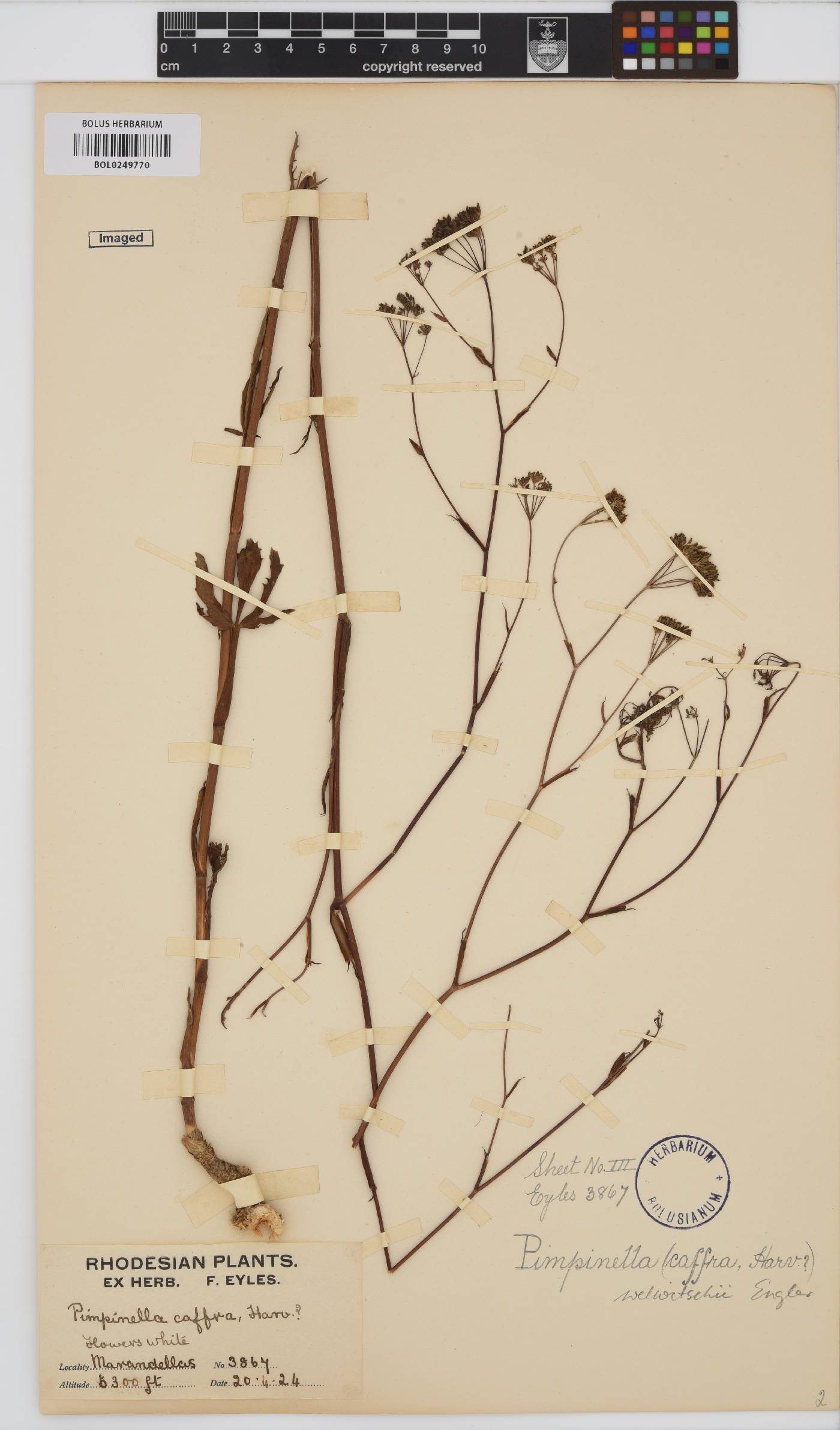 Pimpinella image