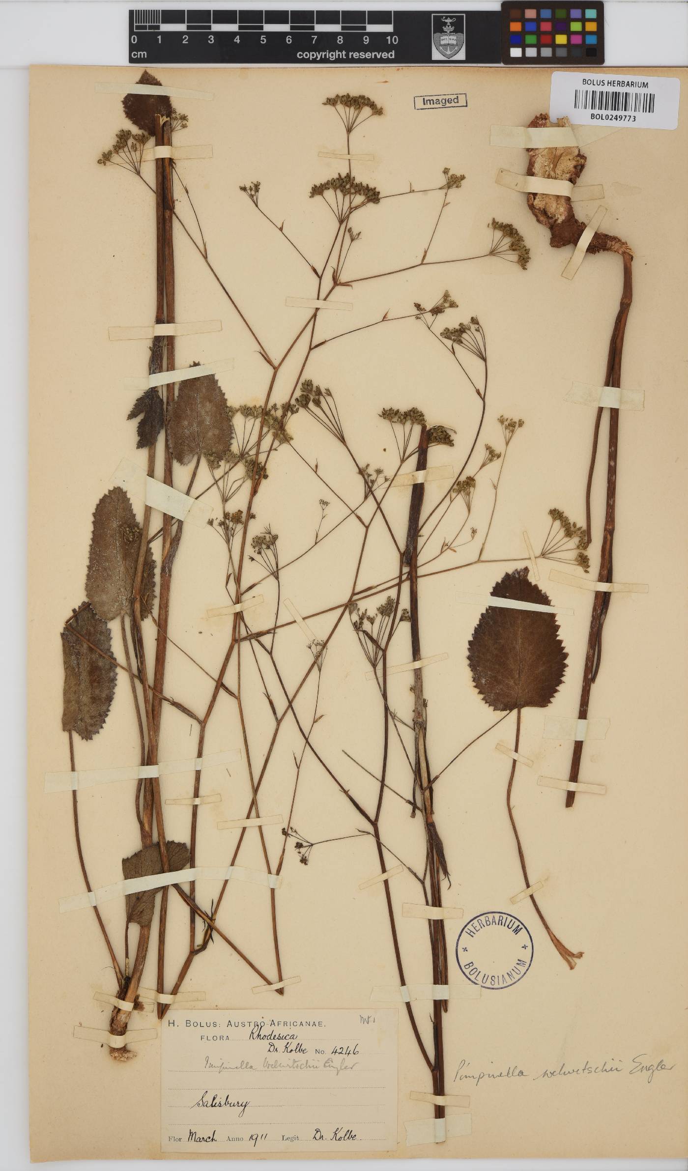 Pimpinella huillensis image