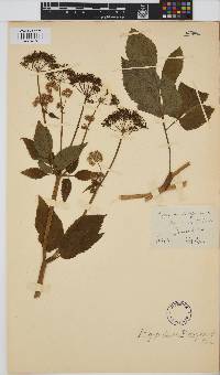 Image of Aegopodium podagraria