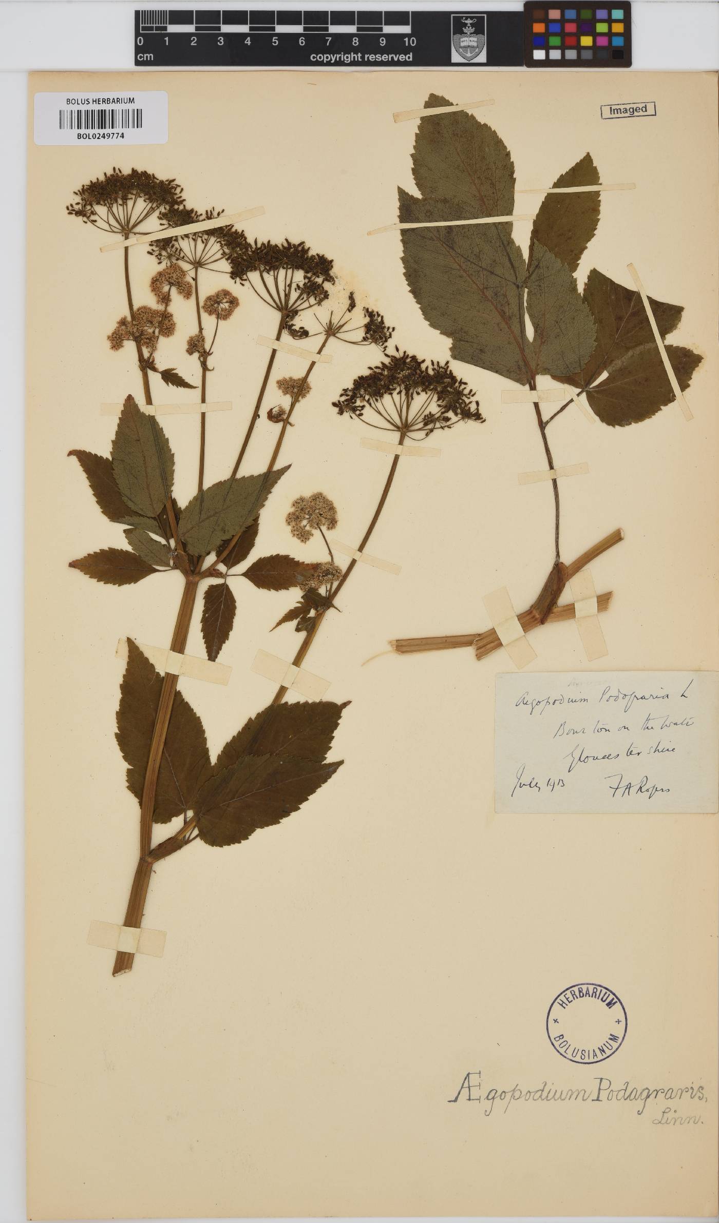 Aegopodium image