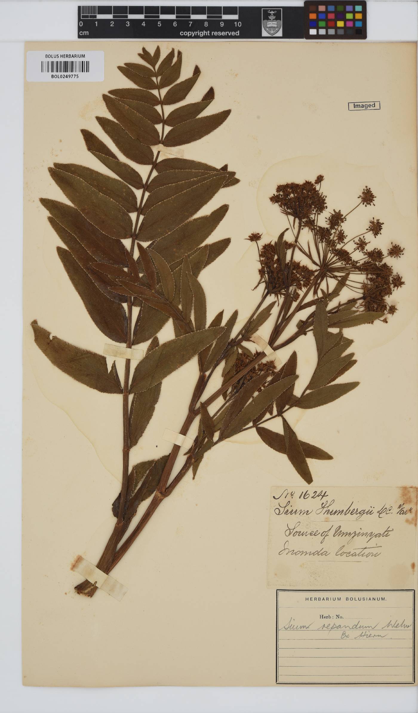 Berula repanda image