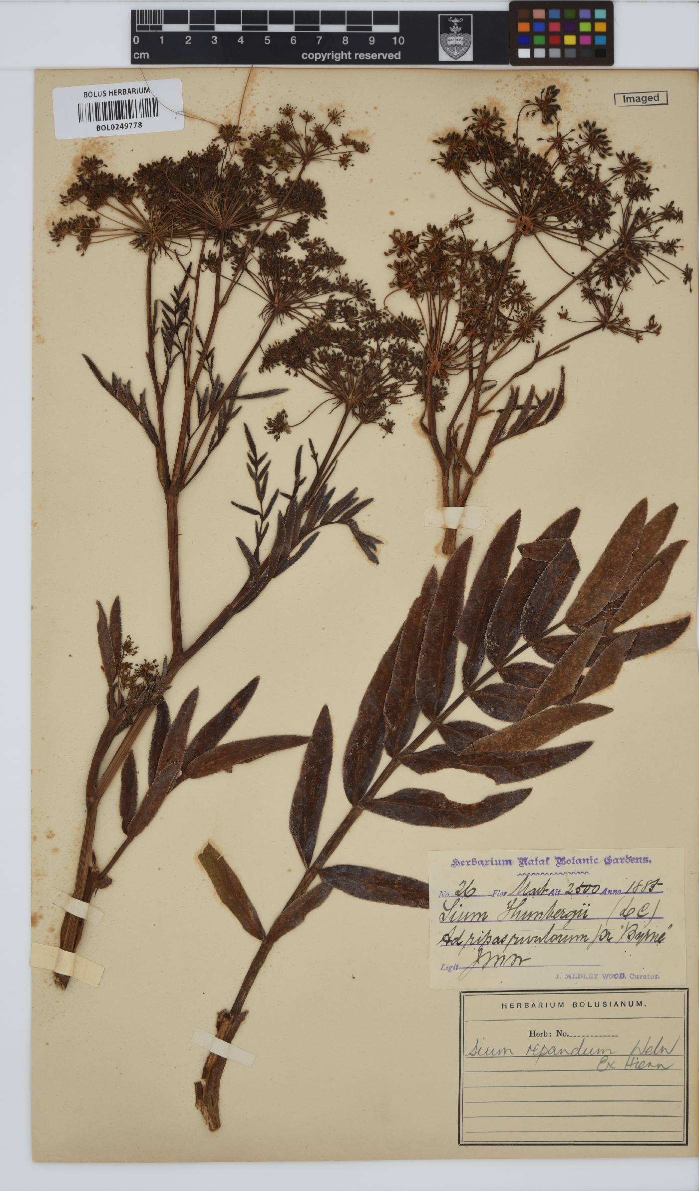 Berula repanda image