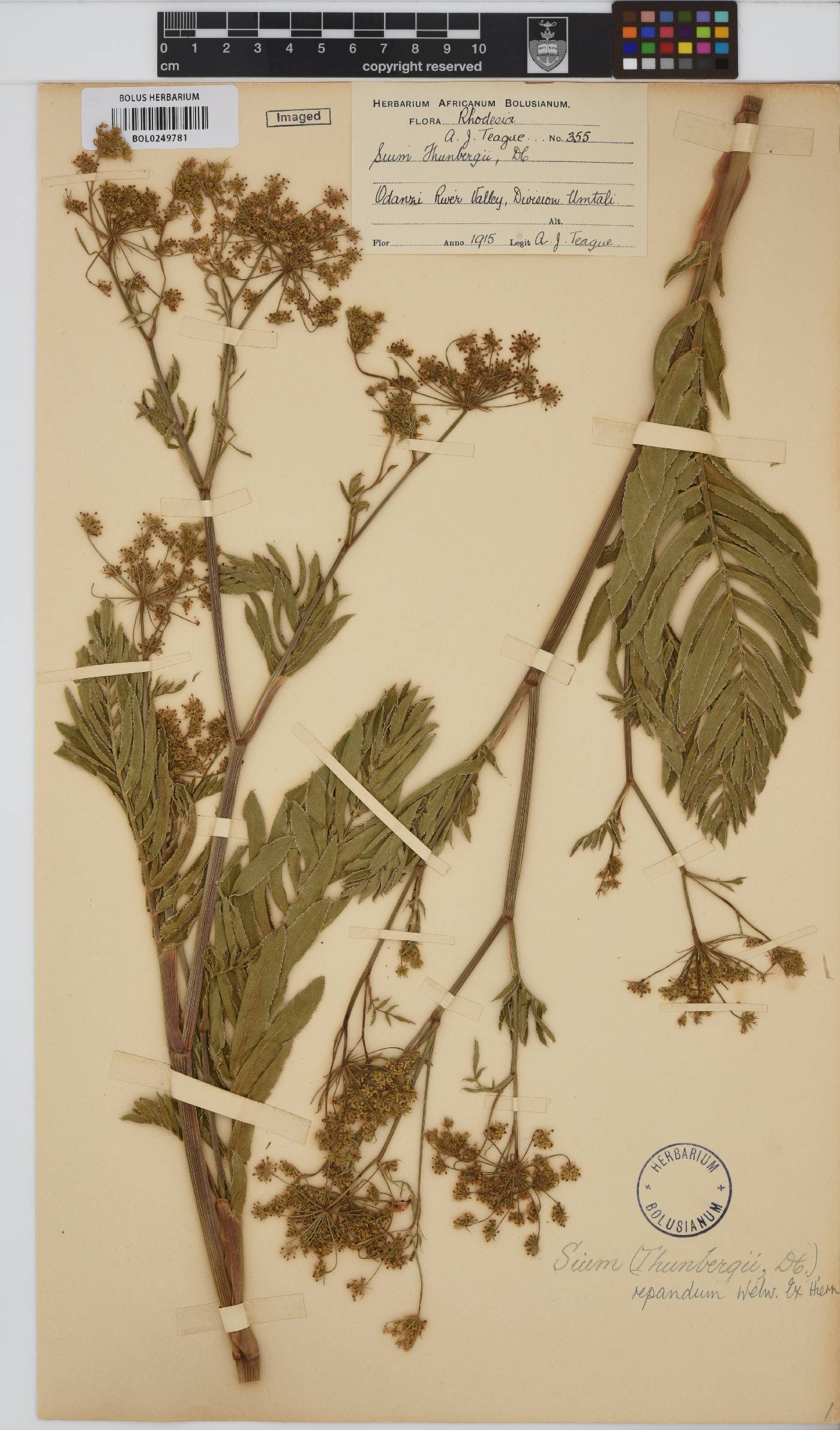 Berula repanda image