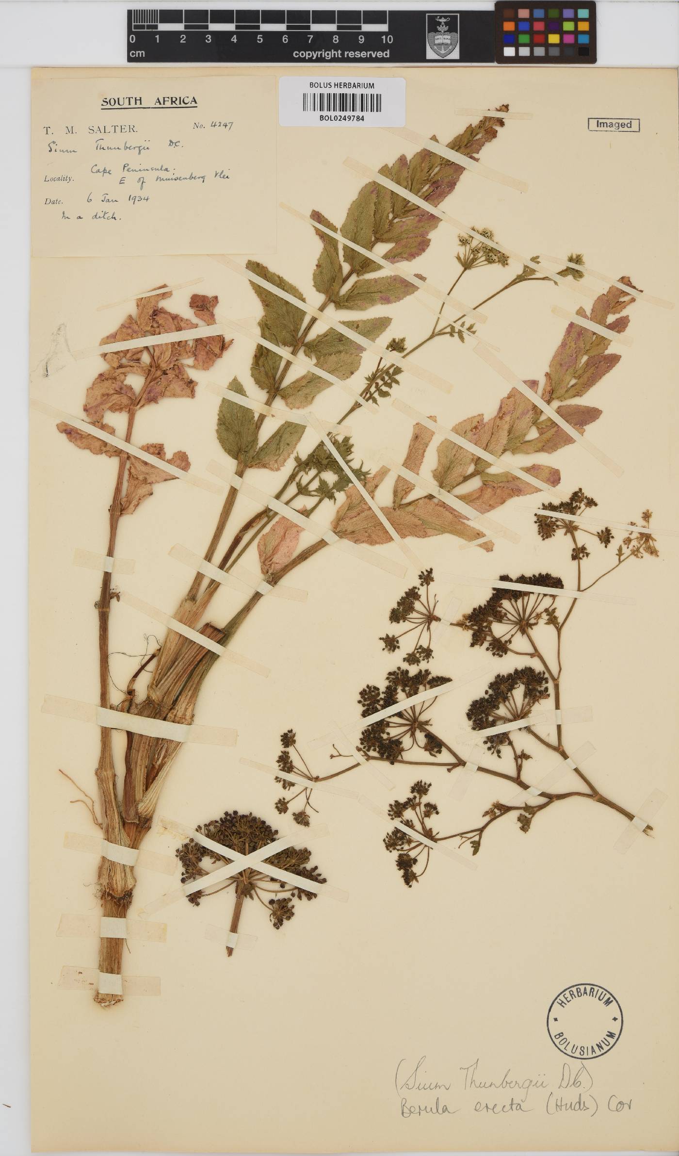 Berula erecta image