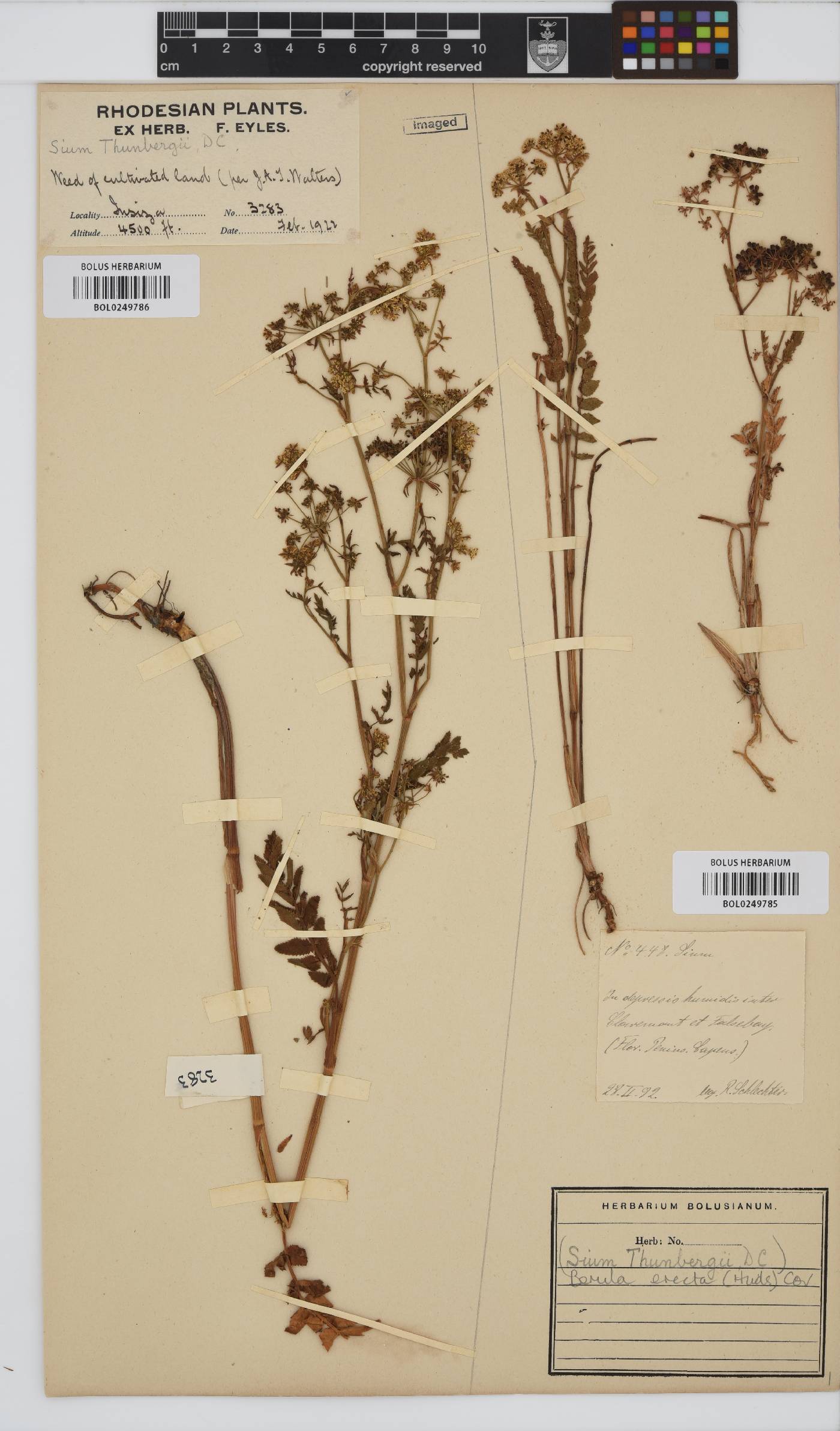 Berula erecta image