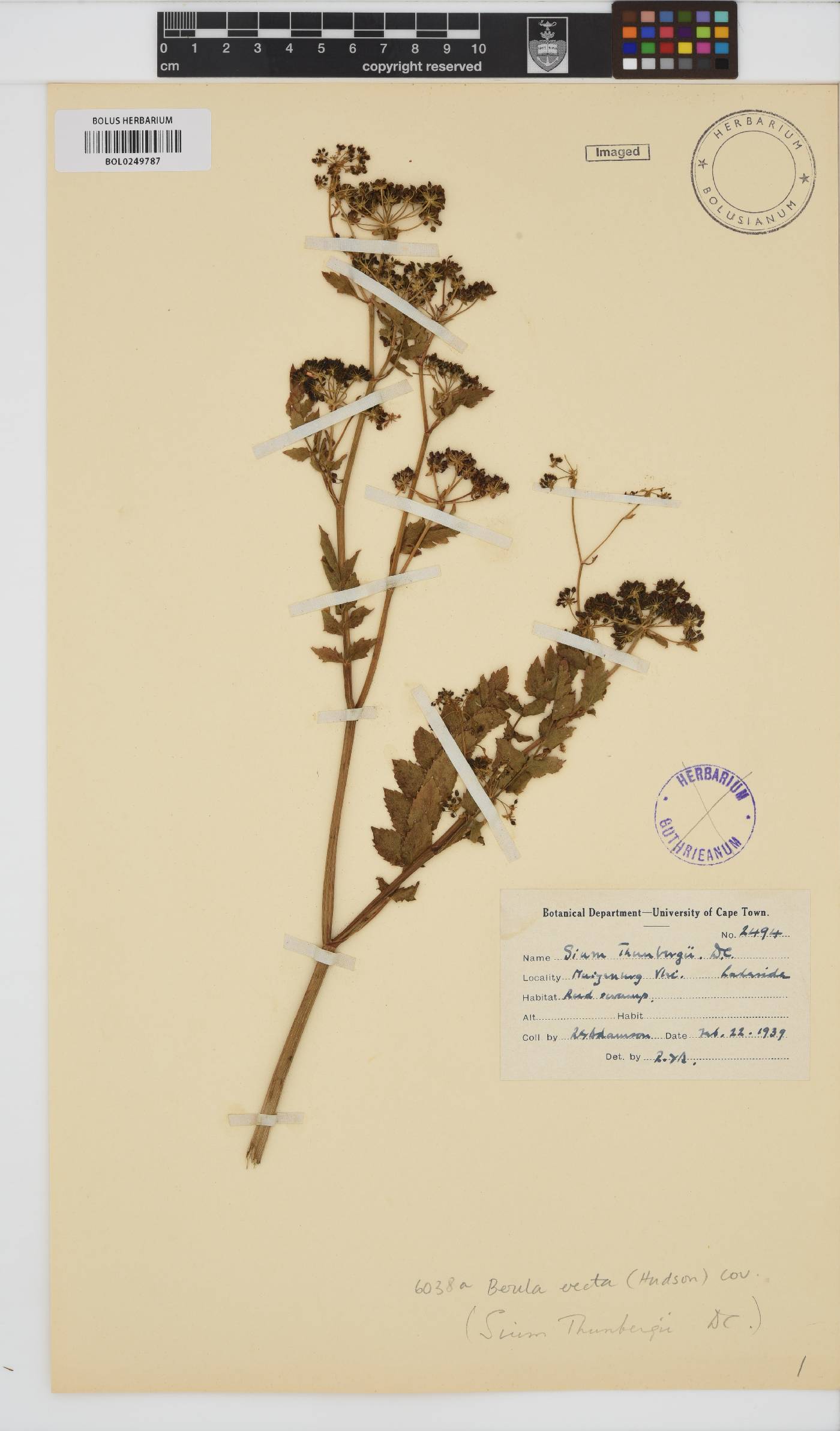 Berula erecta image