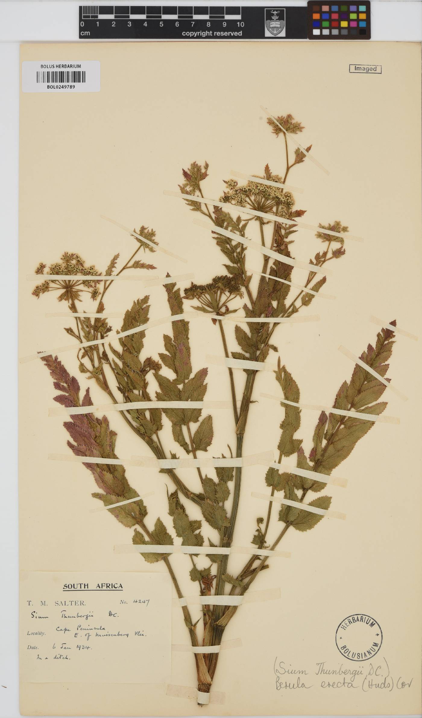 Berula erecta image