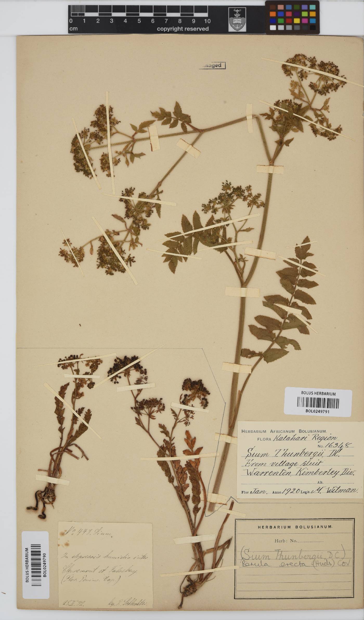 Berula erecta image