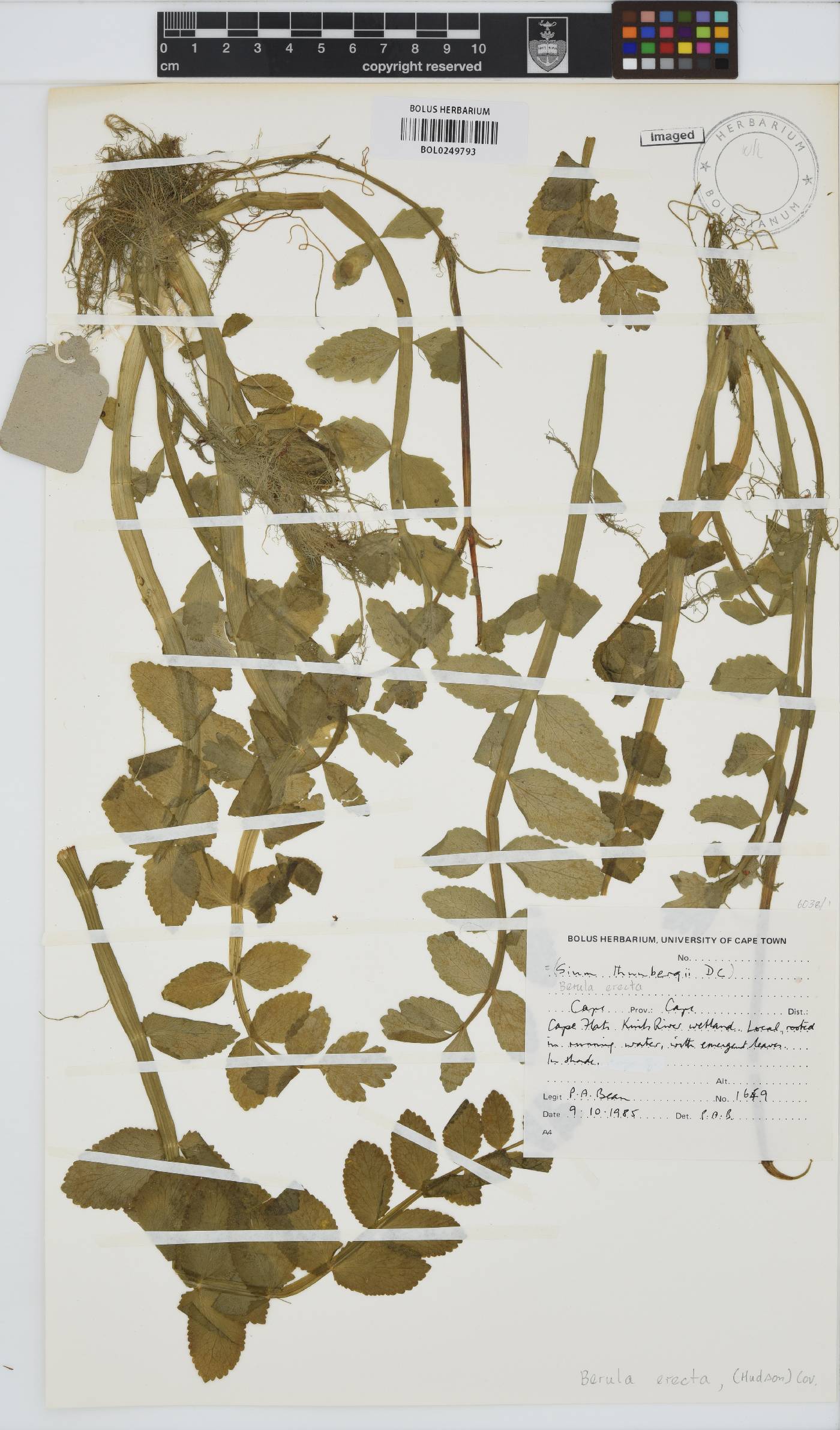 Berula erecta image