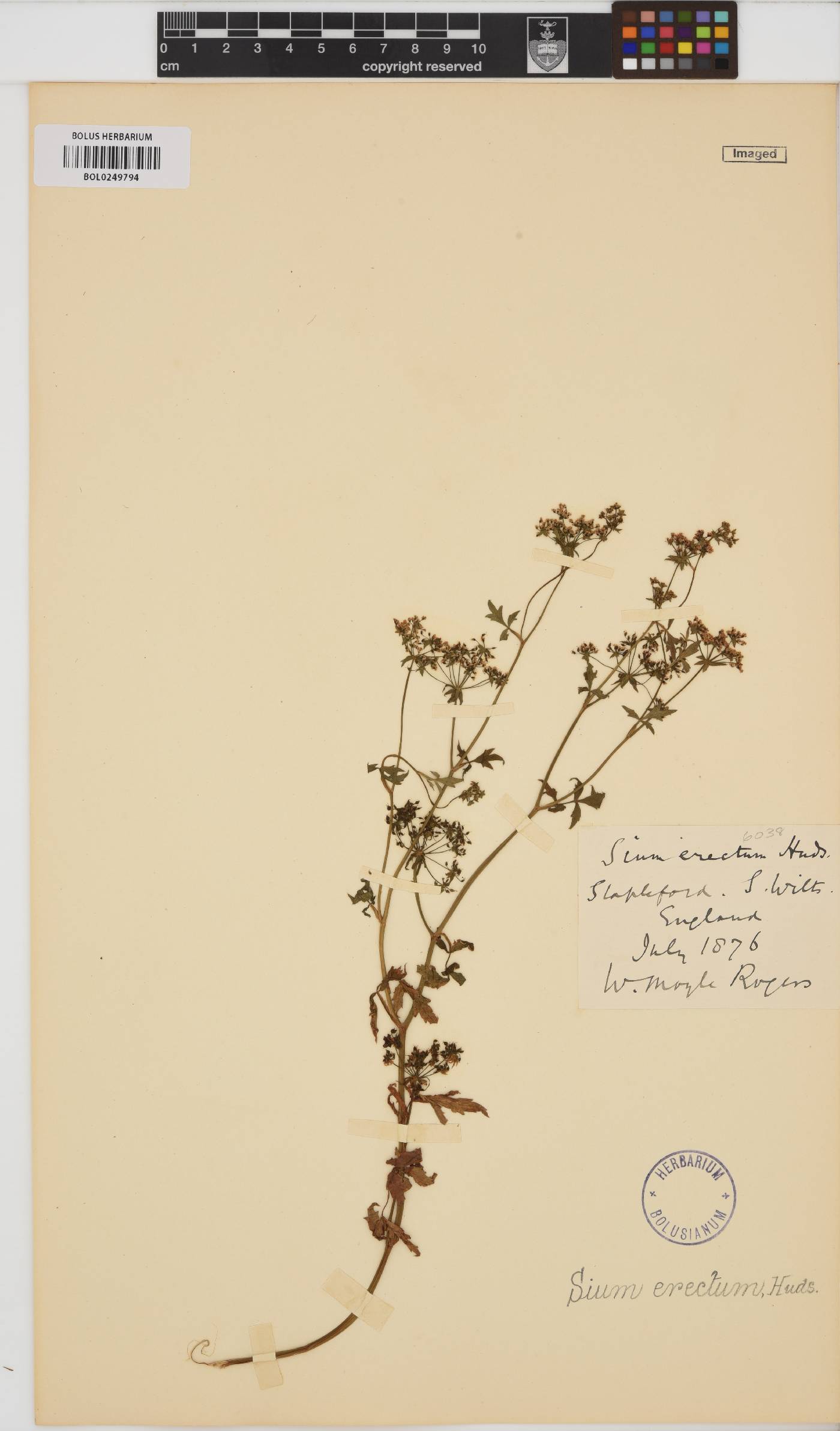 Berula image