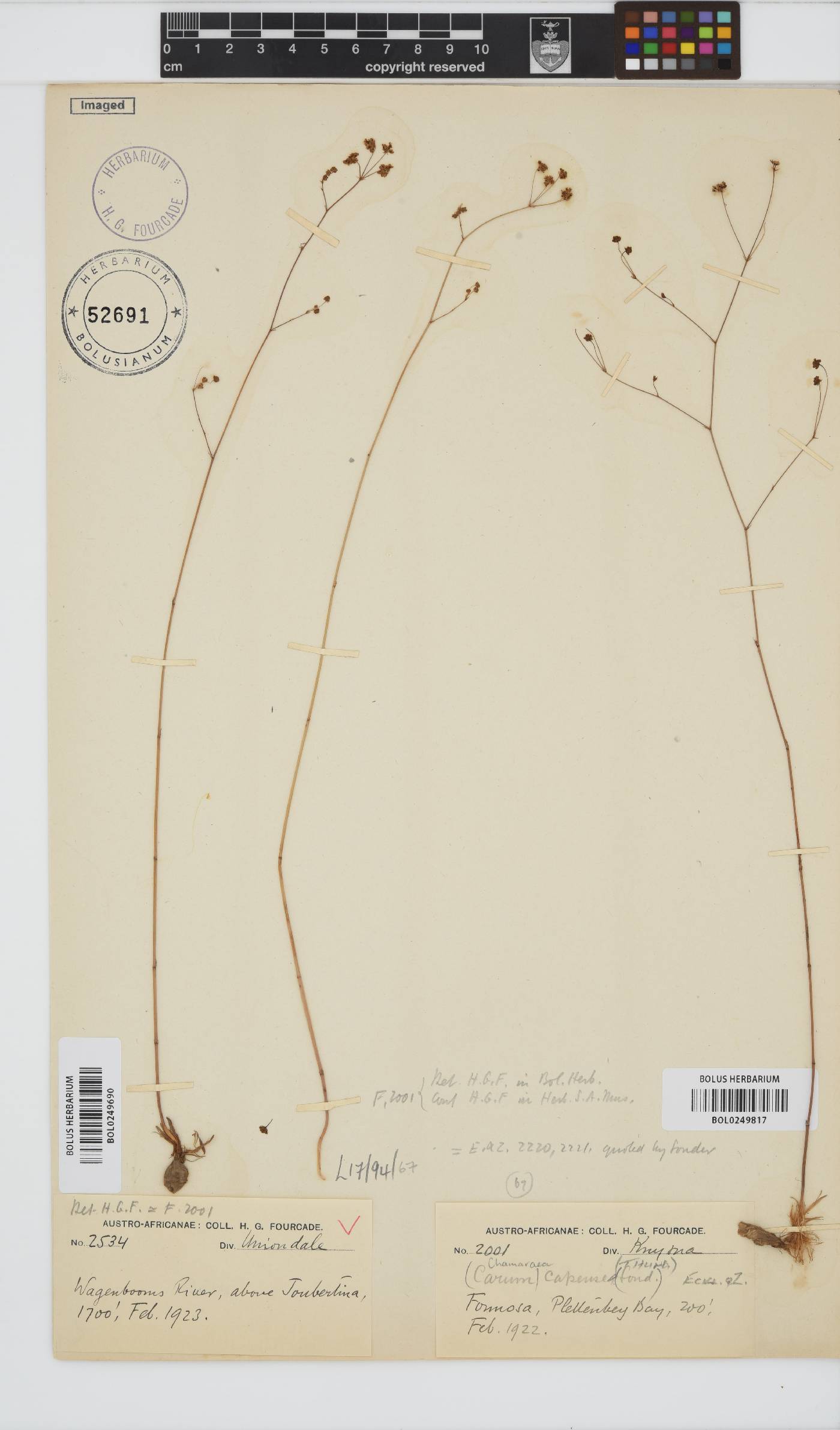 Chamarea capensis image