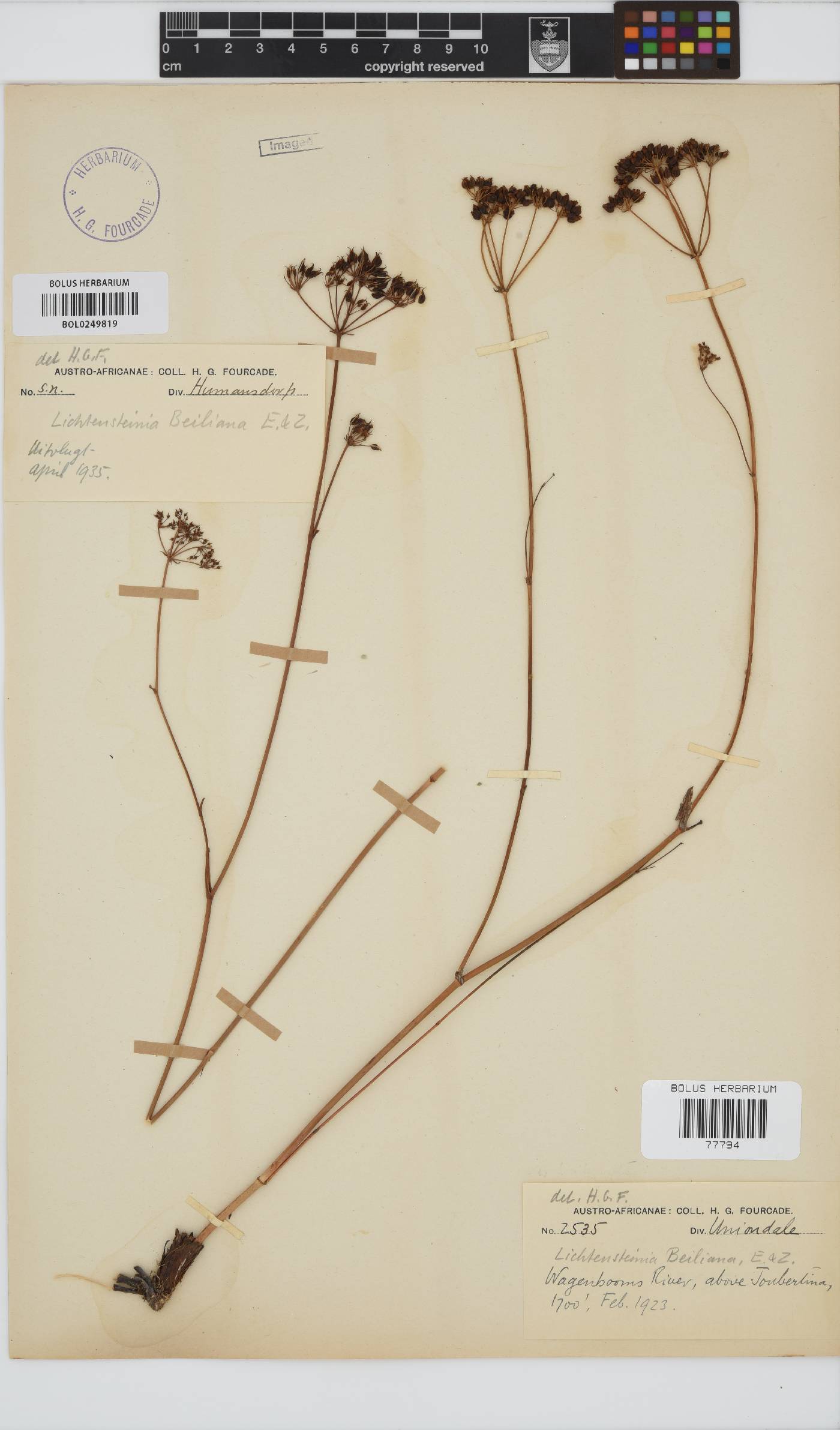 Lichtensteinia interrupta image
