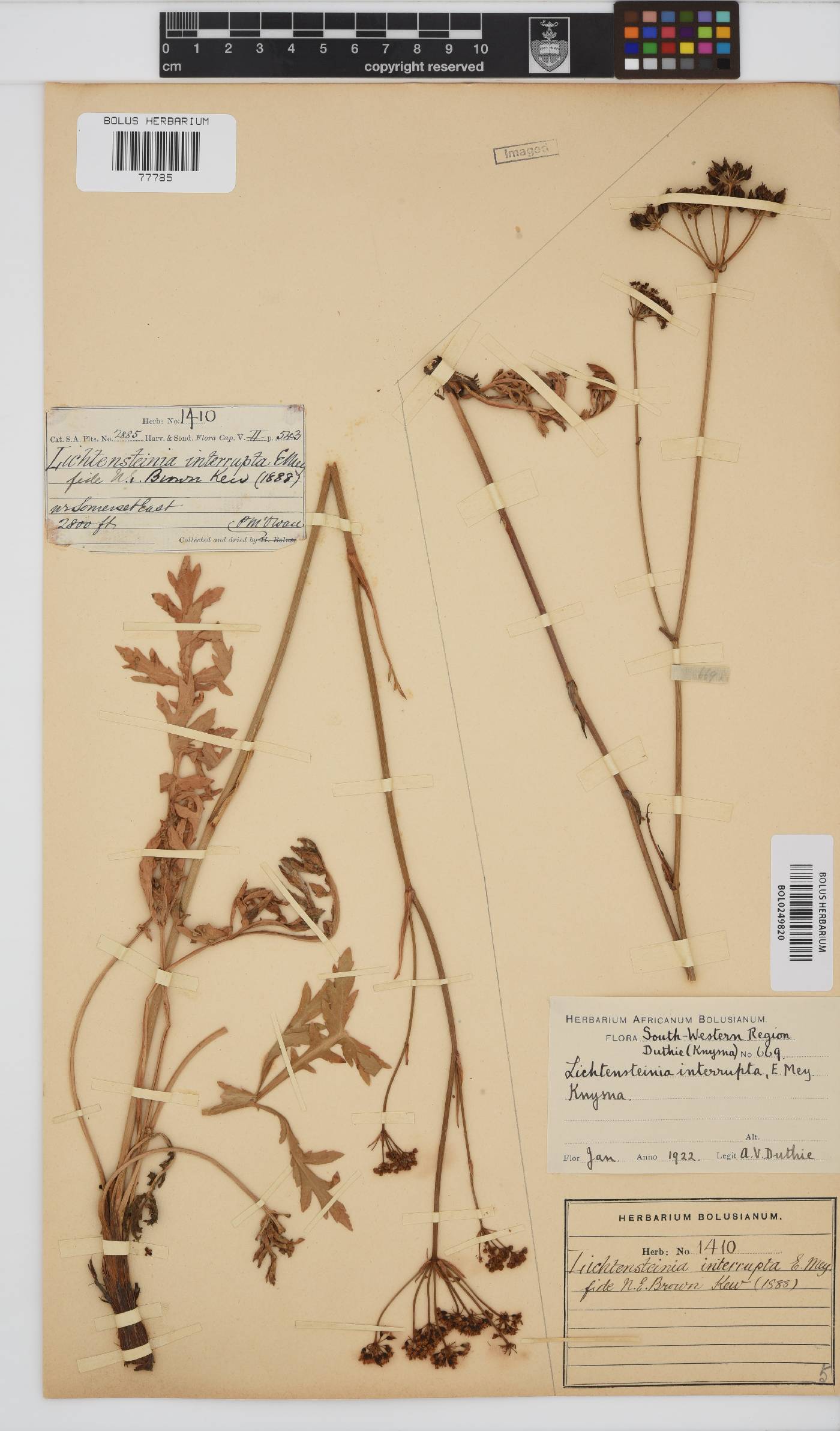 Lichtensteinia interrupta image