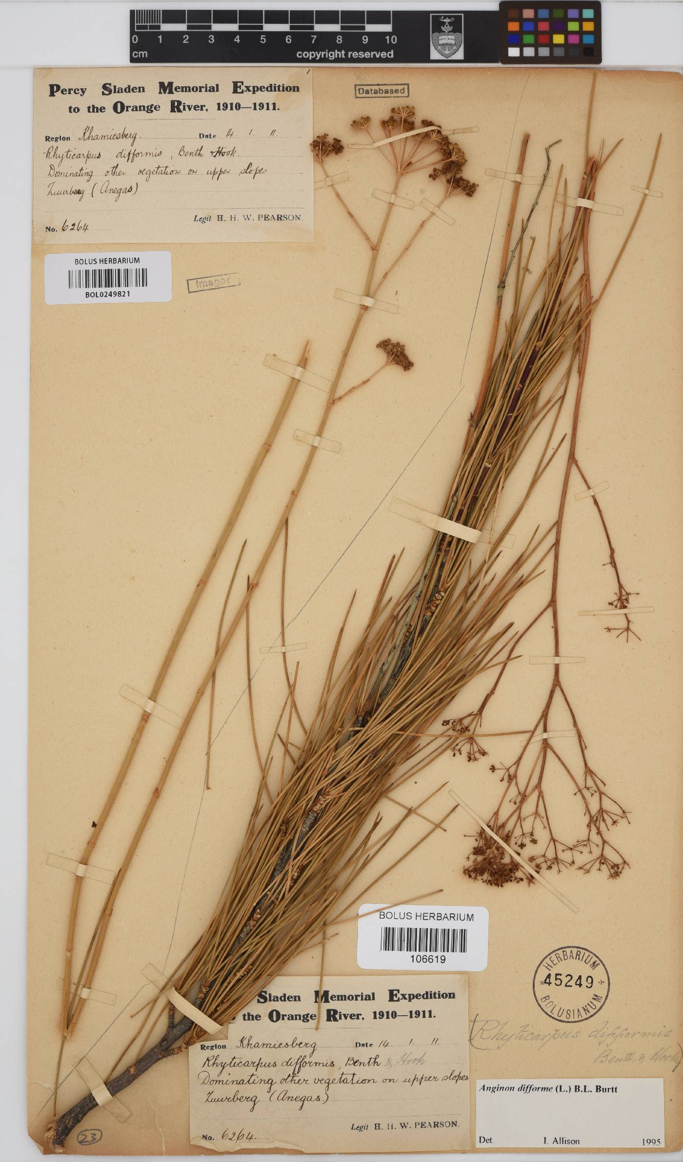 Anginon difforme image