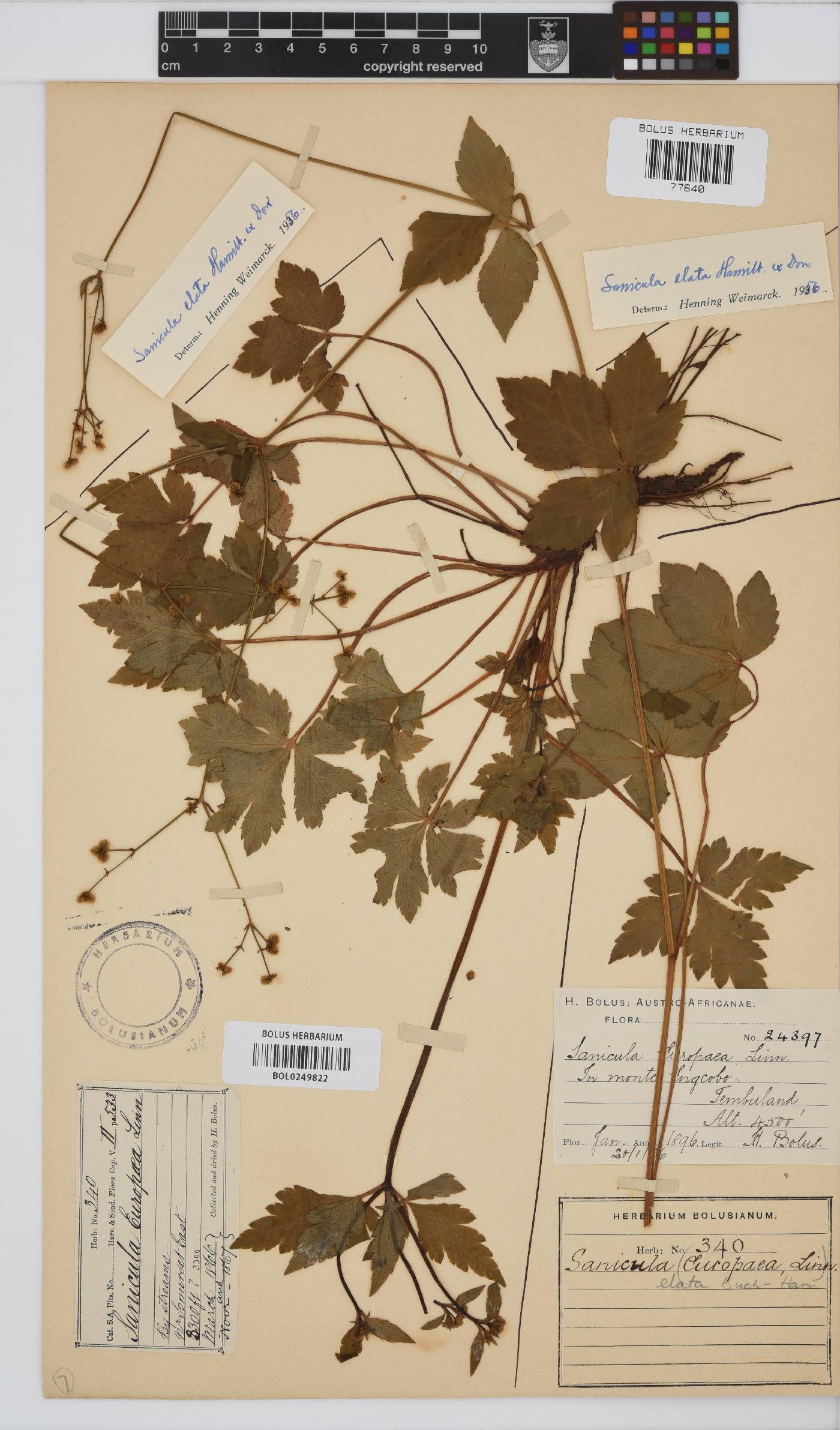 Sanicula elata image
