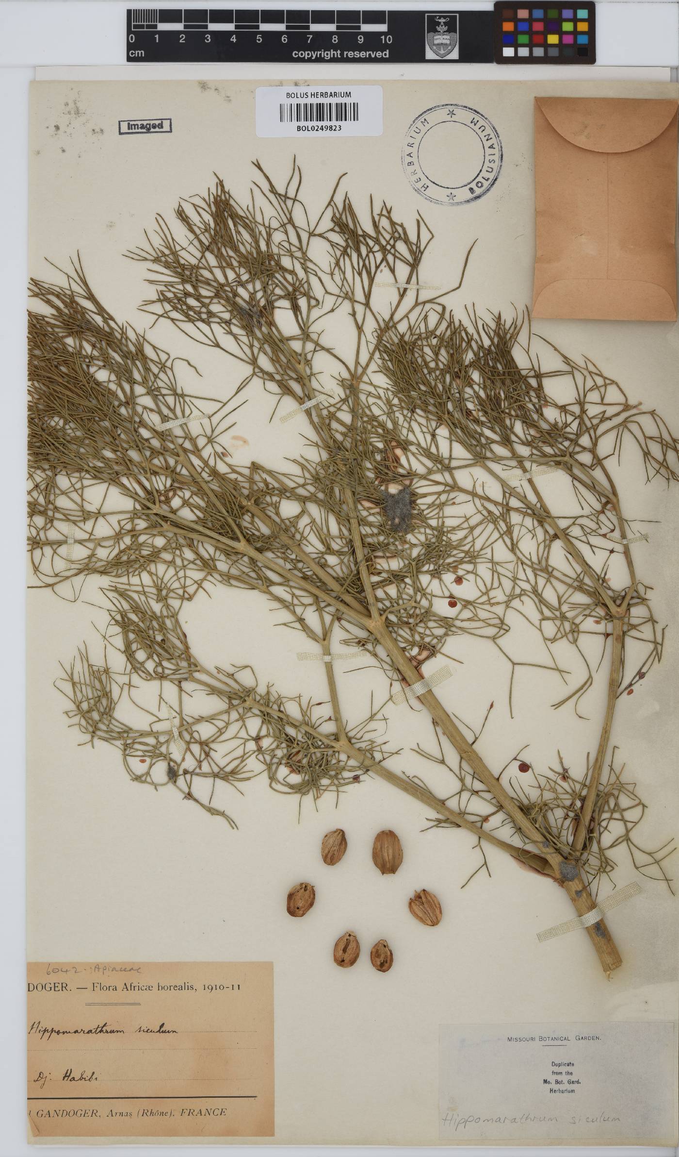 Cachrys sicula image