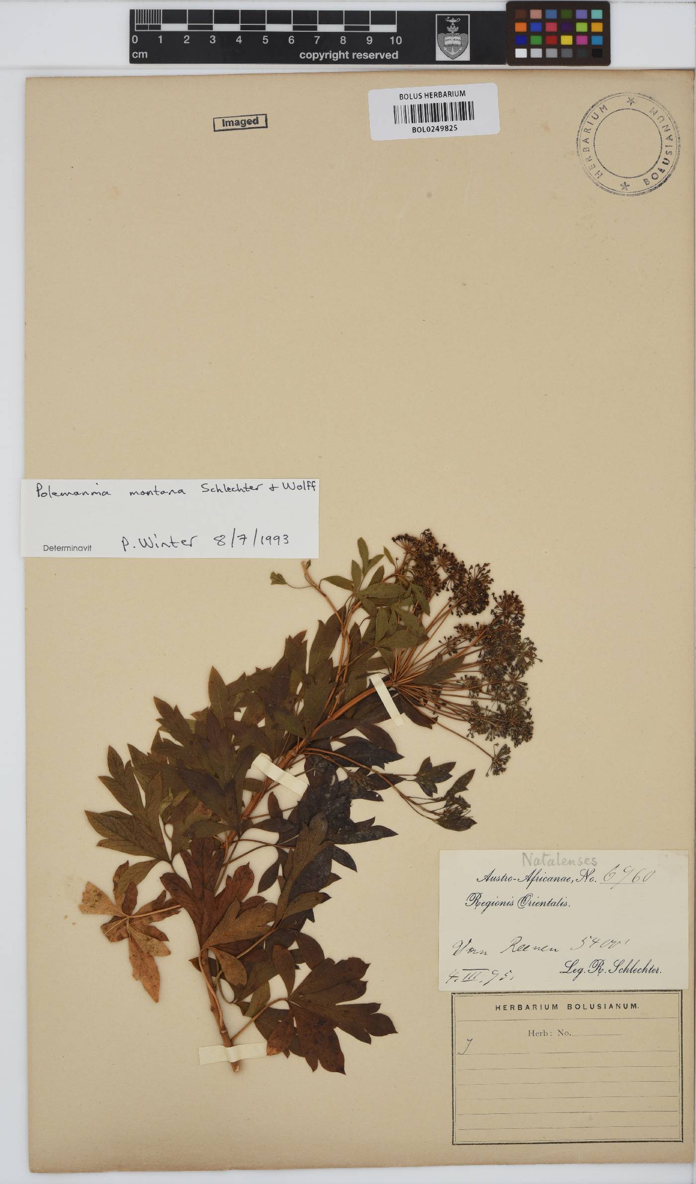 Polemannia image