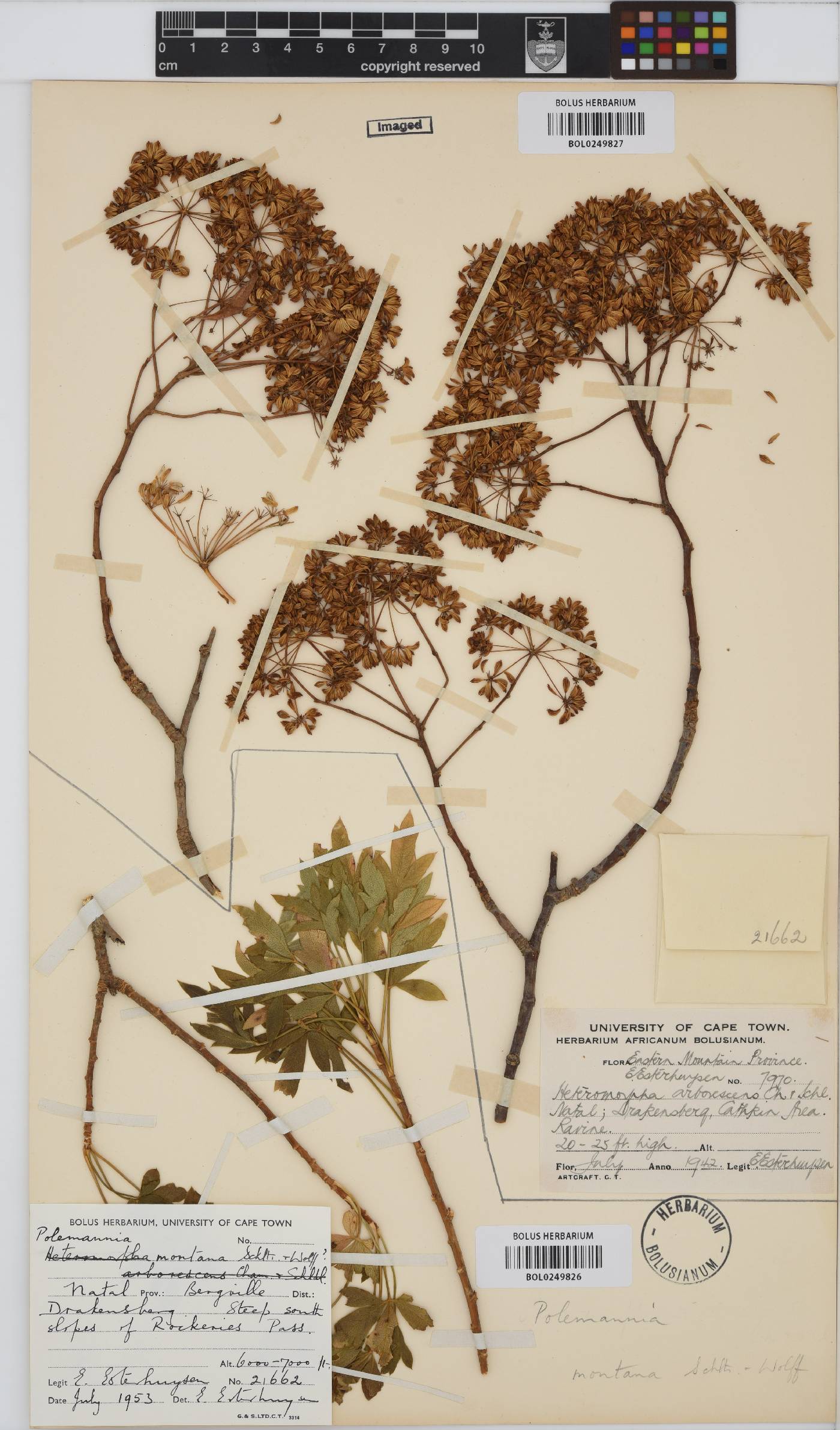 Polemannia montana image