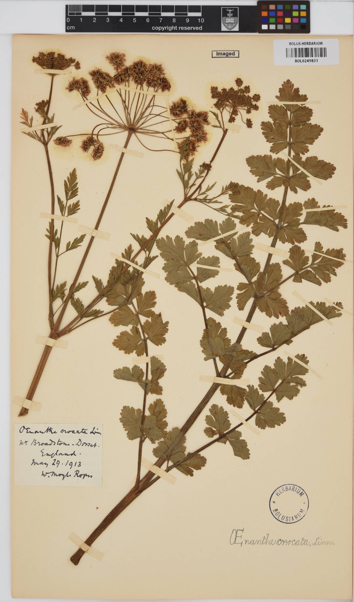 Oenanthe crocata image