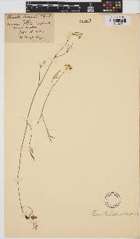 Image of Oenanthe lachenalii