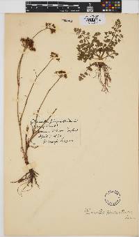 Image of Oenanthe pimpinelloides