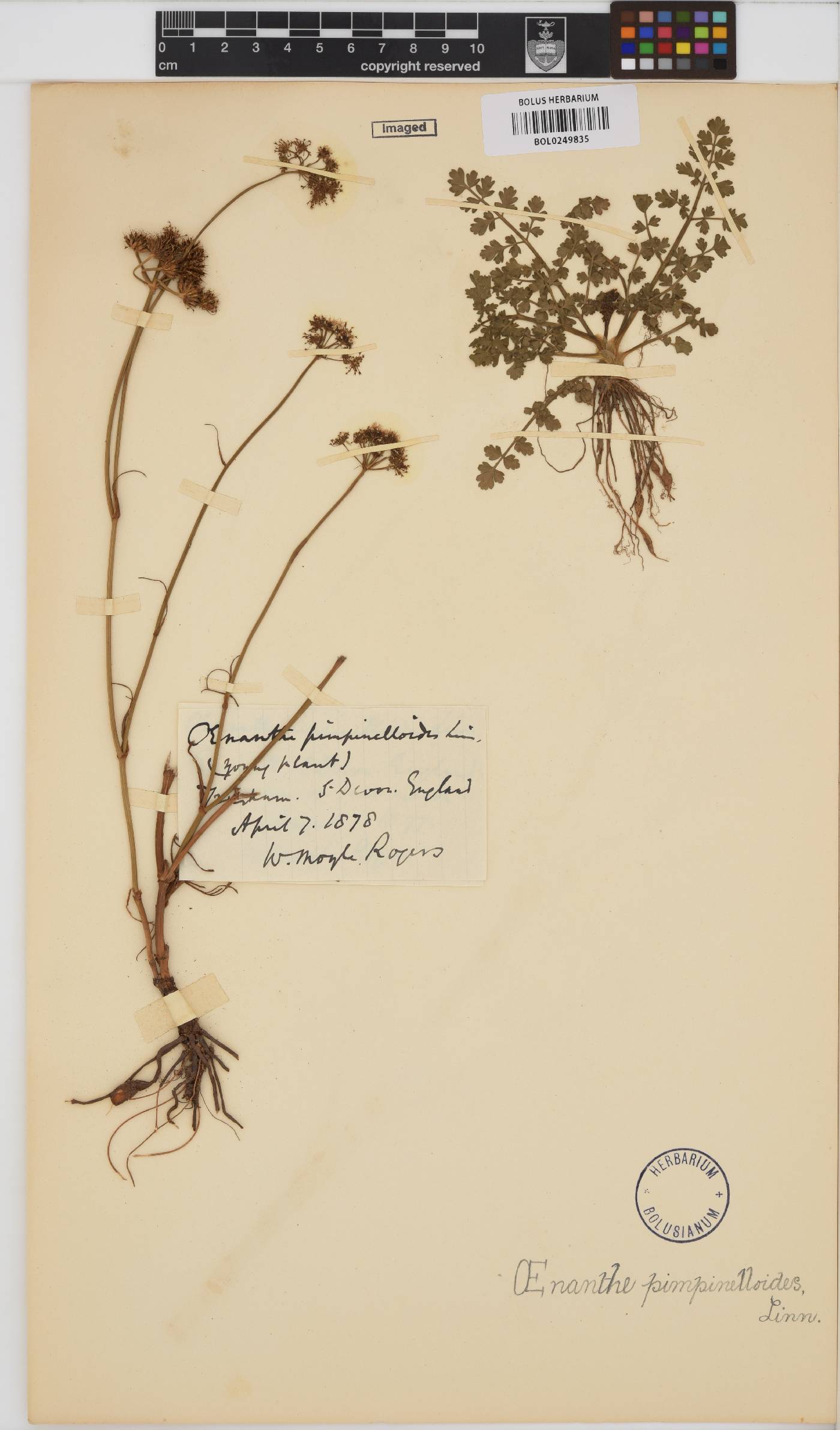Oenanthe pimpinelloides image