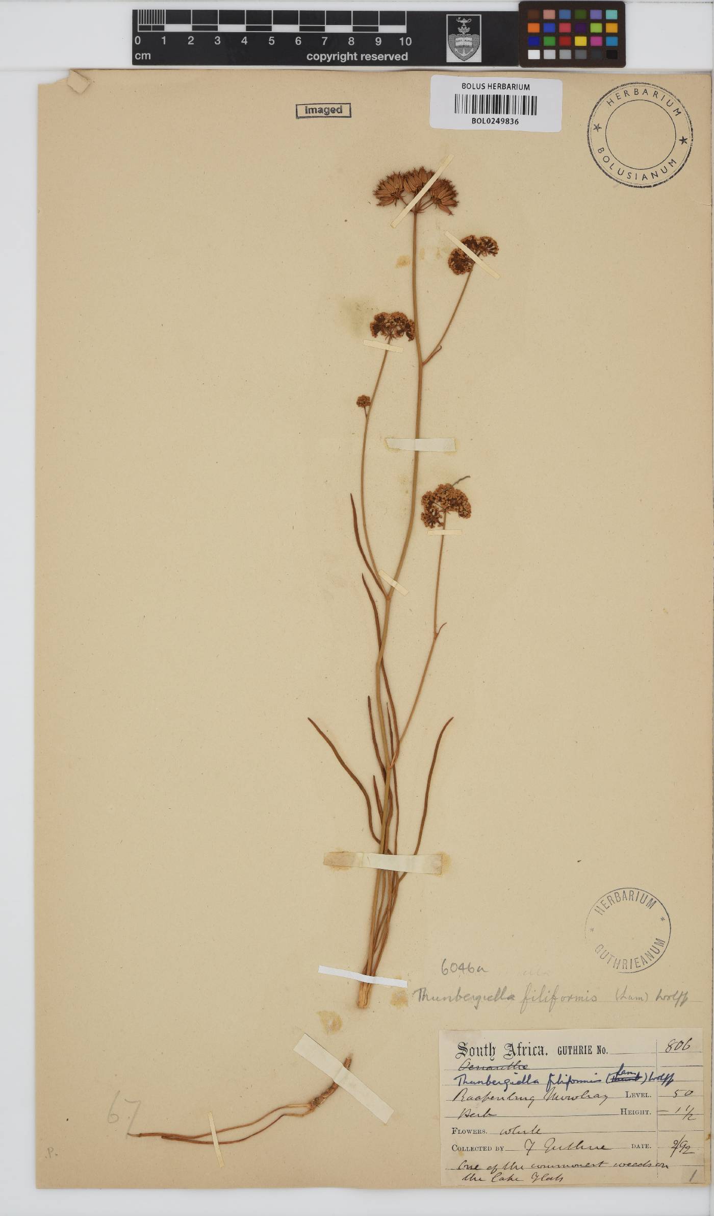 Itasina filifolia image