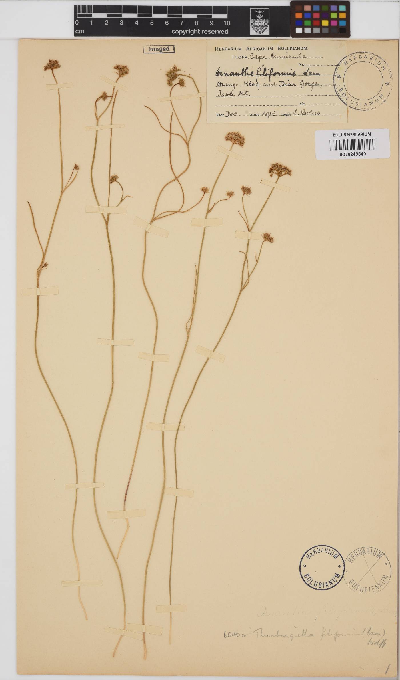 Itasina filifolia image