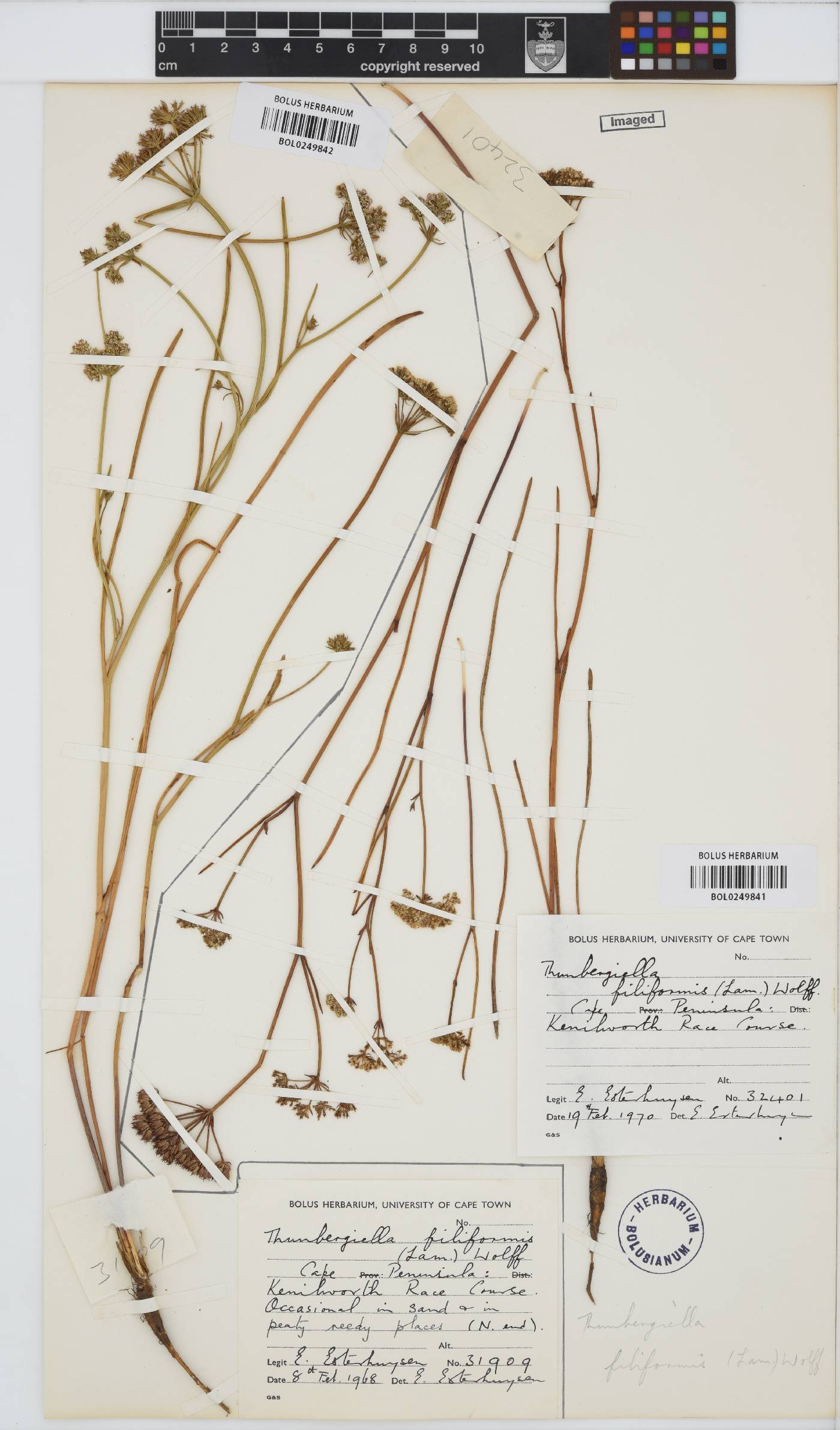 Itasina filifolia image