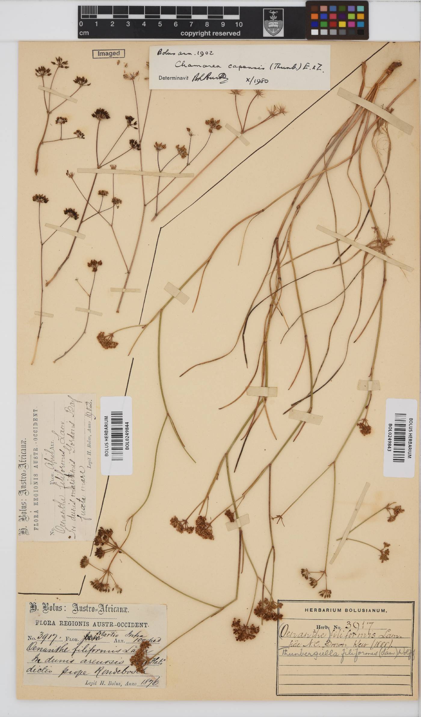 Chamarea capensis image