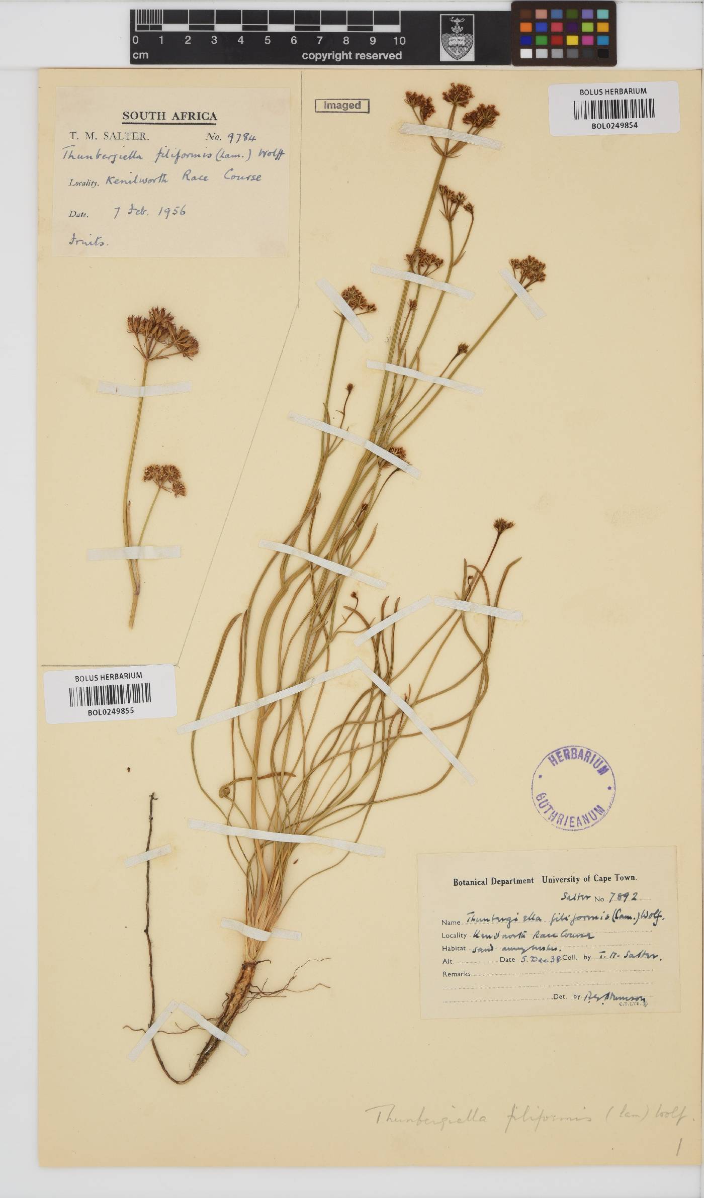 Itasina filifolia image