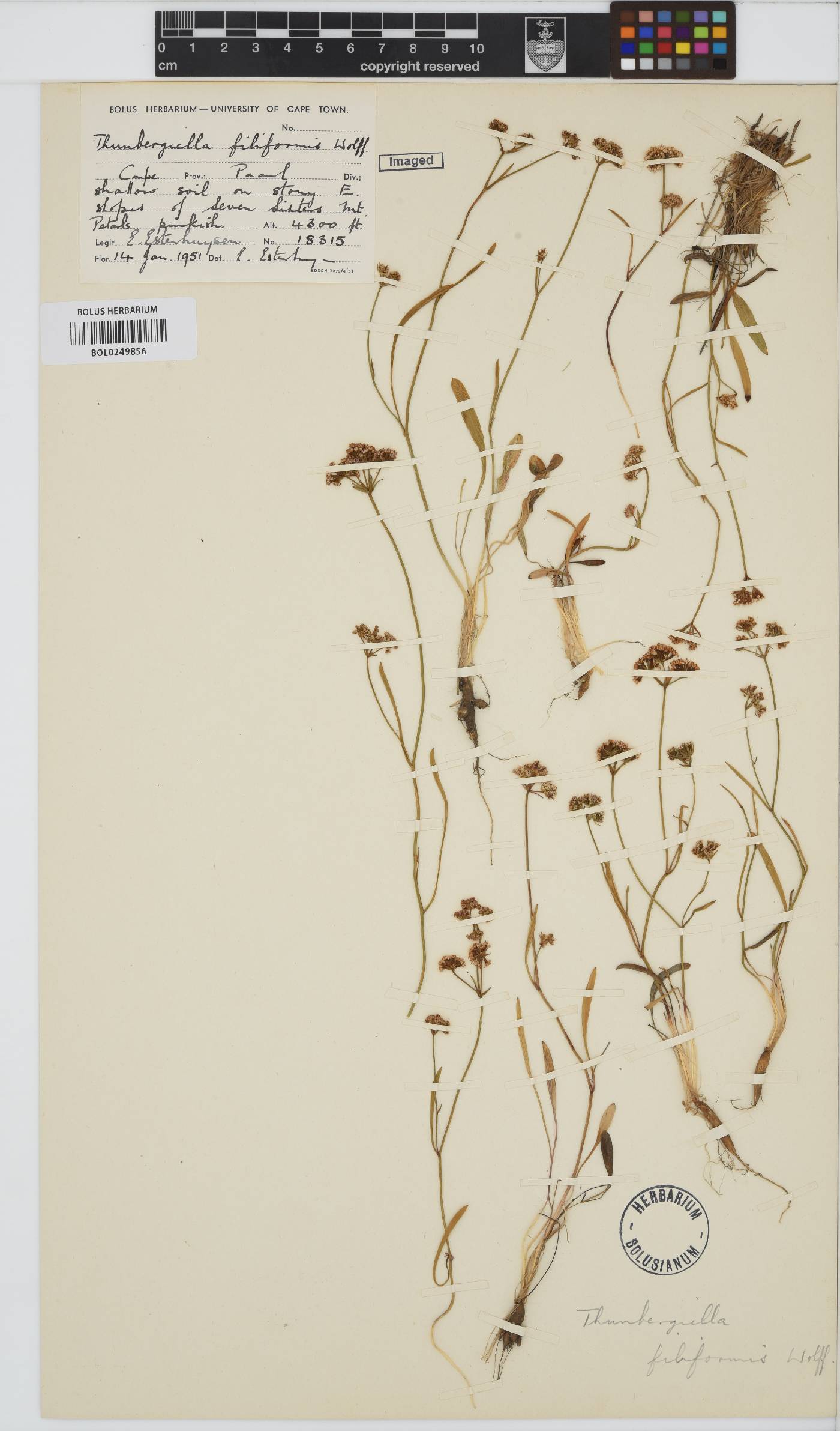 Itasina filifolia image