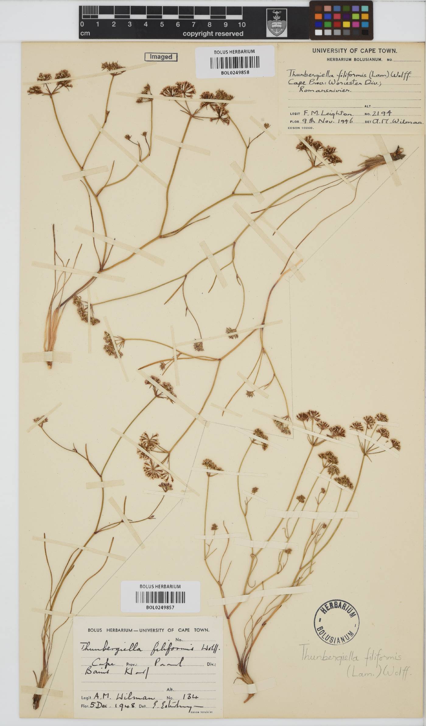 Itasina filifolia image