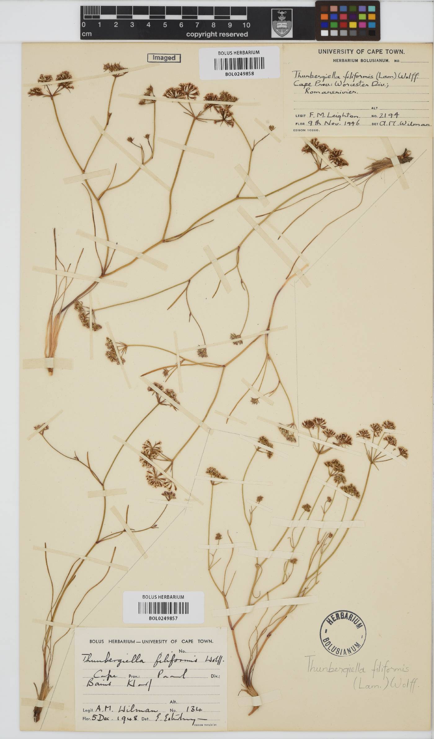 Itasina filifolia image