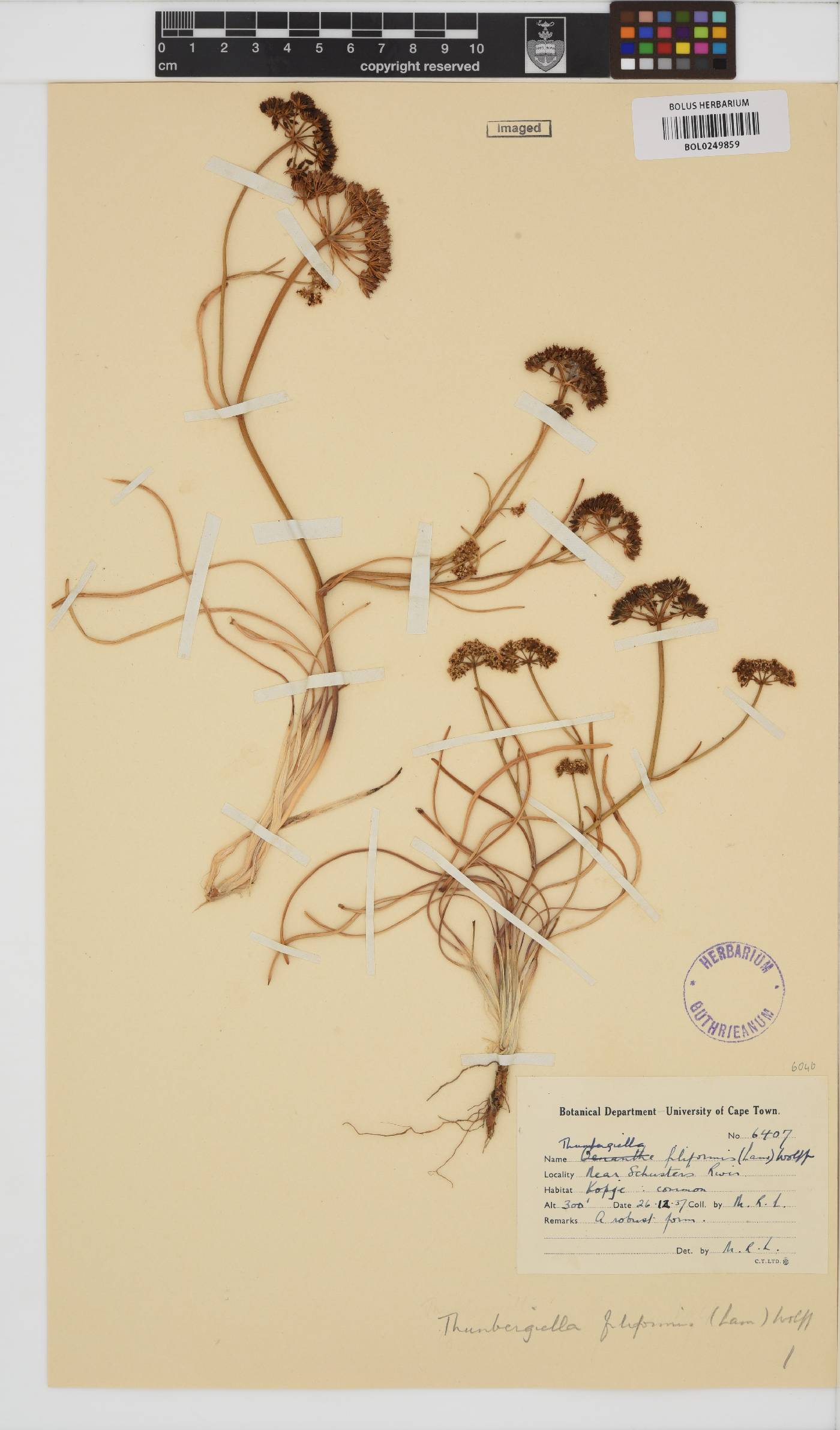 Itasina filifolia image