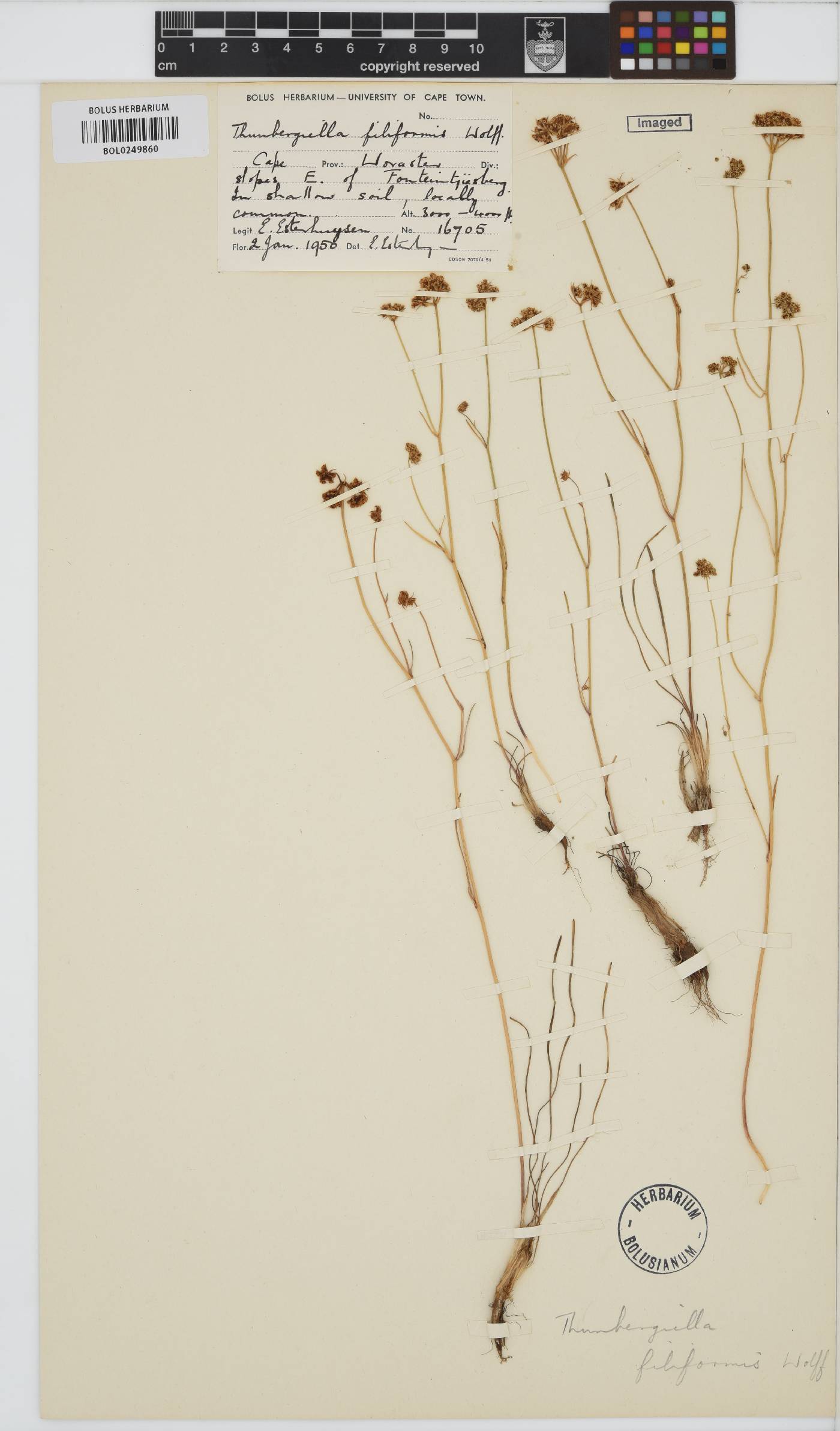 Itasina filifolia image