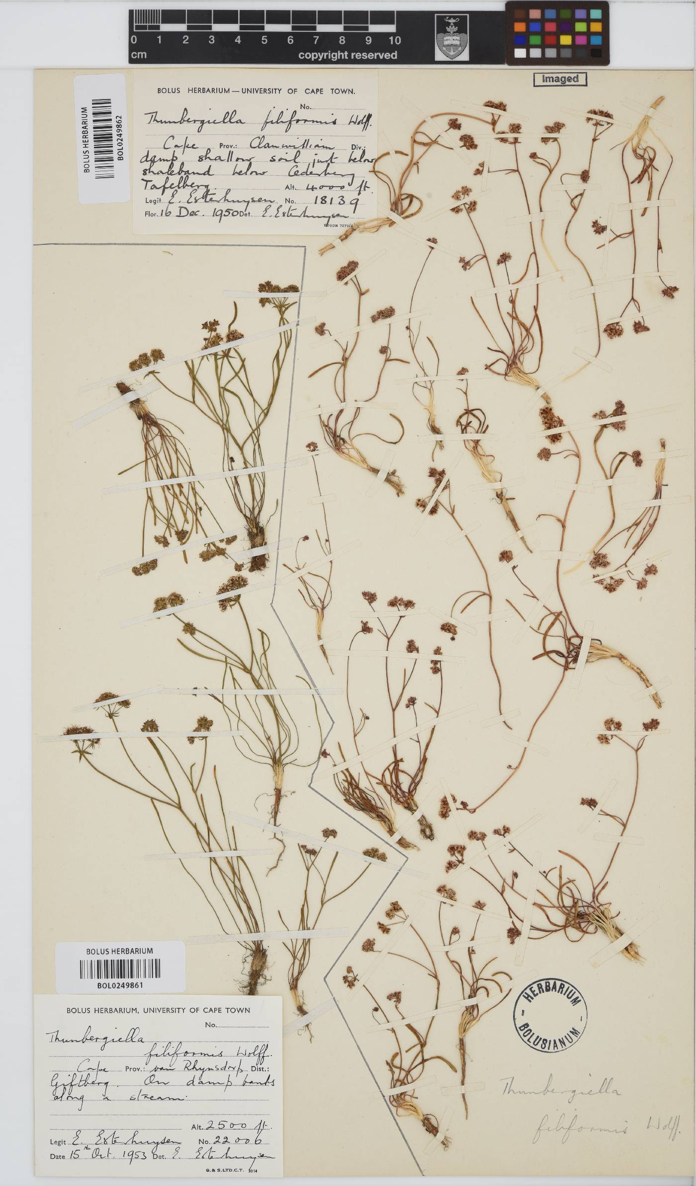 Itasina filifolia image