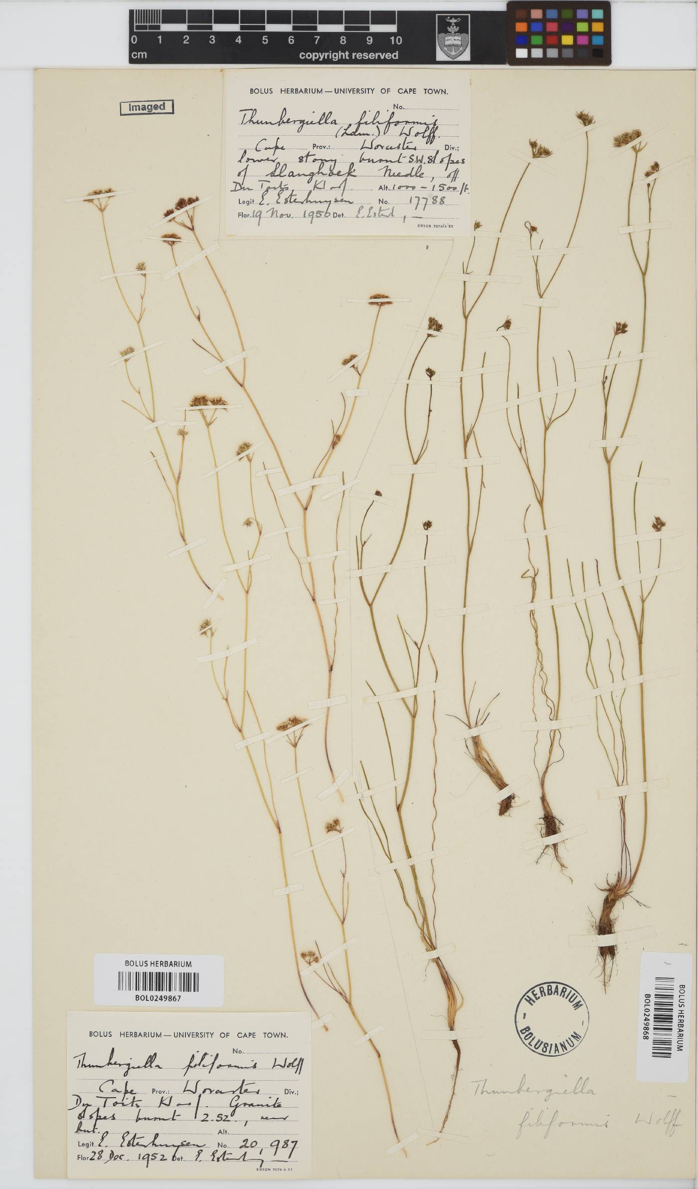 Itasina filifolia image