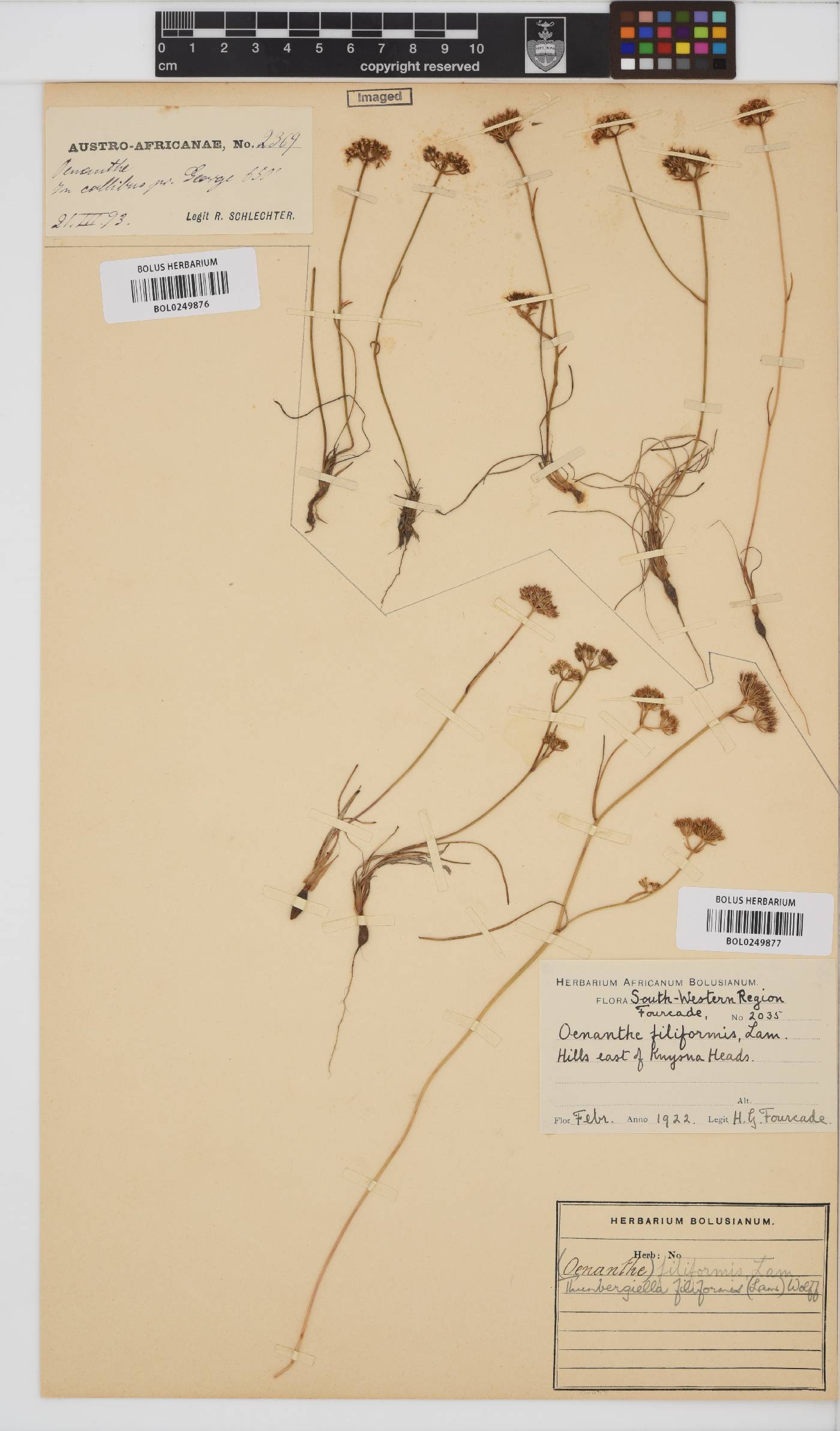 Itasina filifolia image