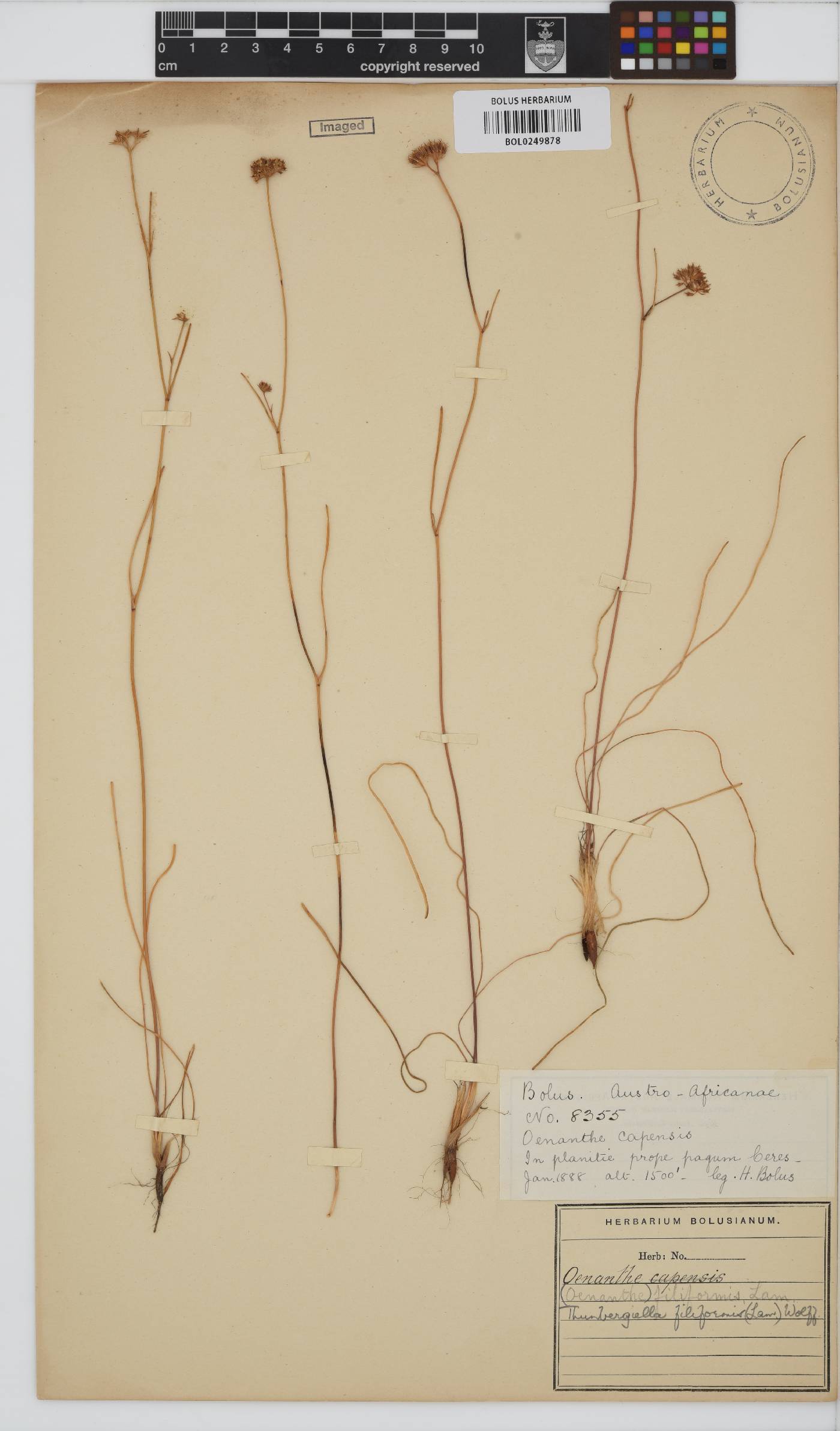 Itasina image