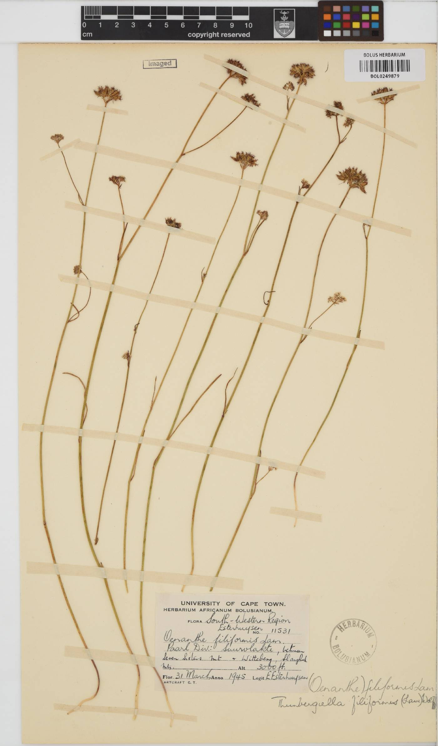 Itasina image