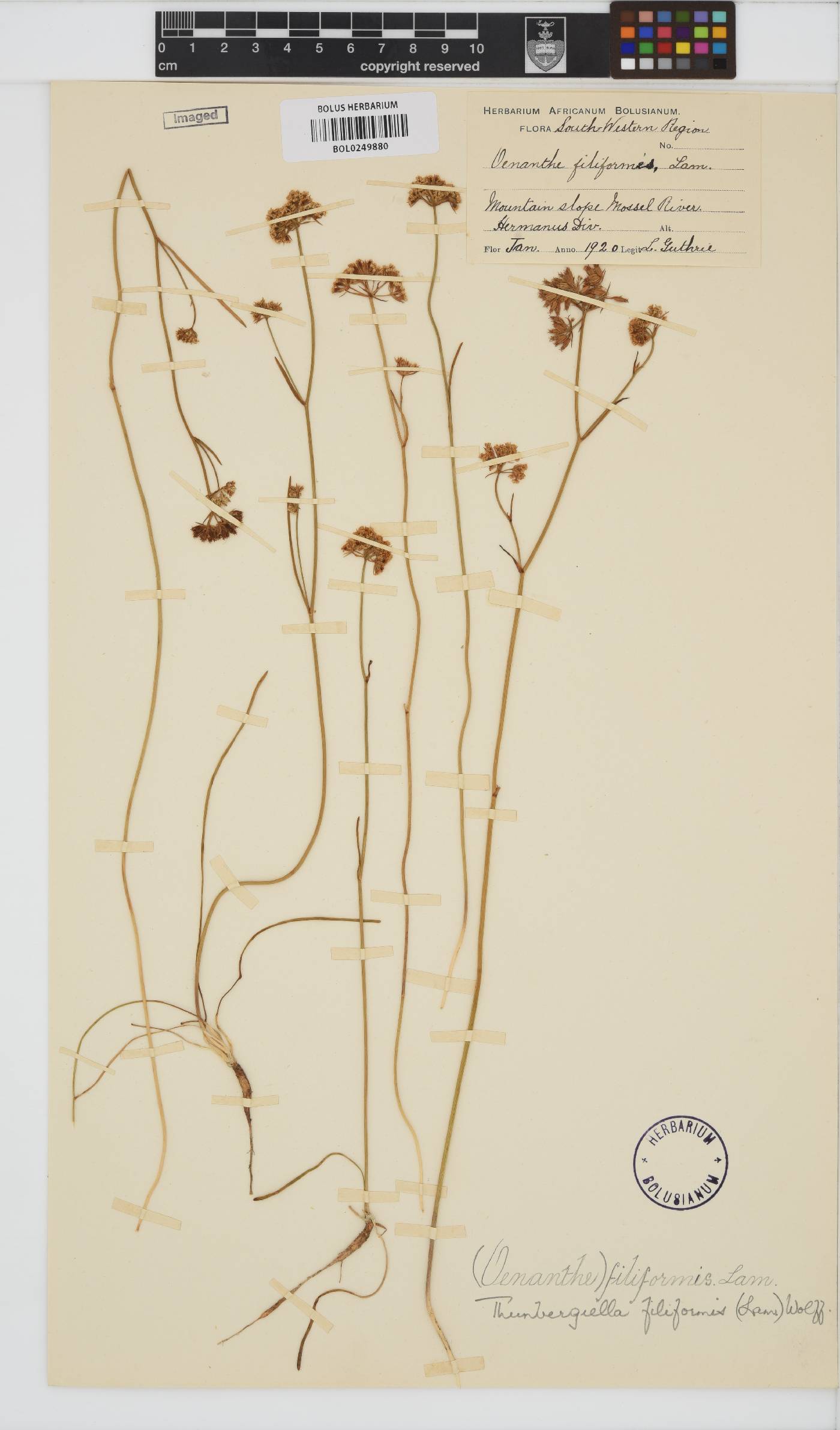 Itasina filifolia image