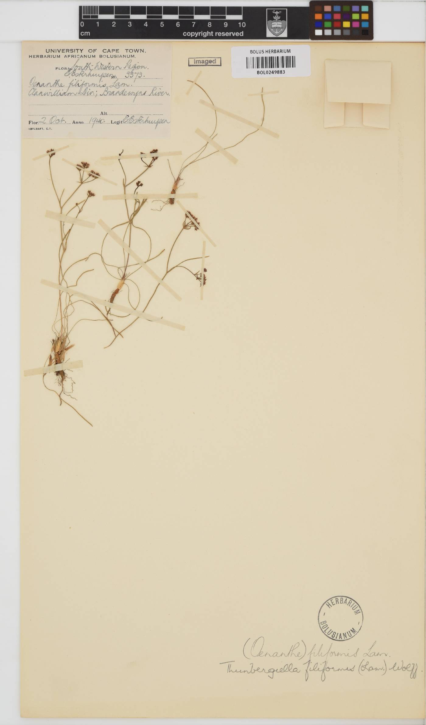 Itasina filifolia image