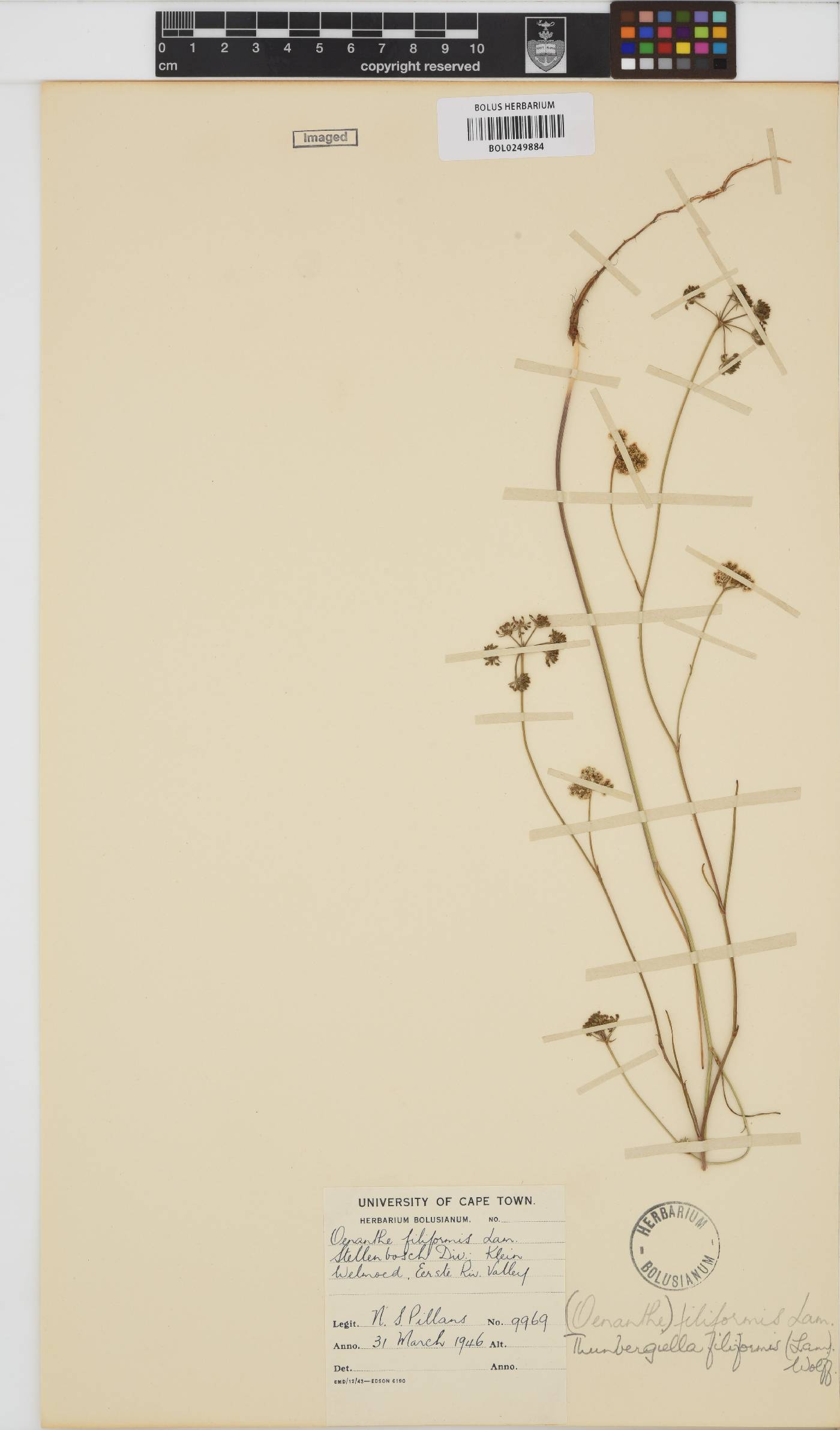 Itasina filifolia image