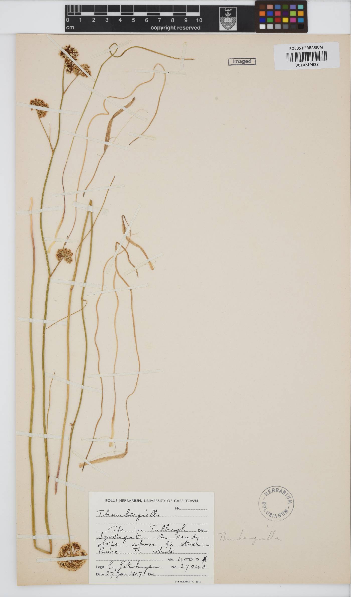 Apiaceae image