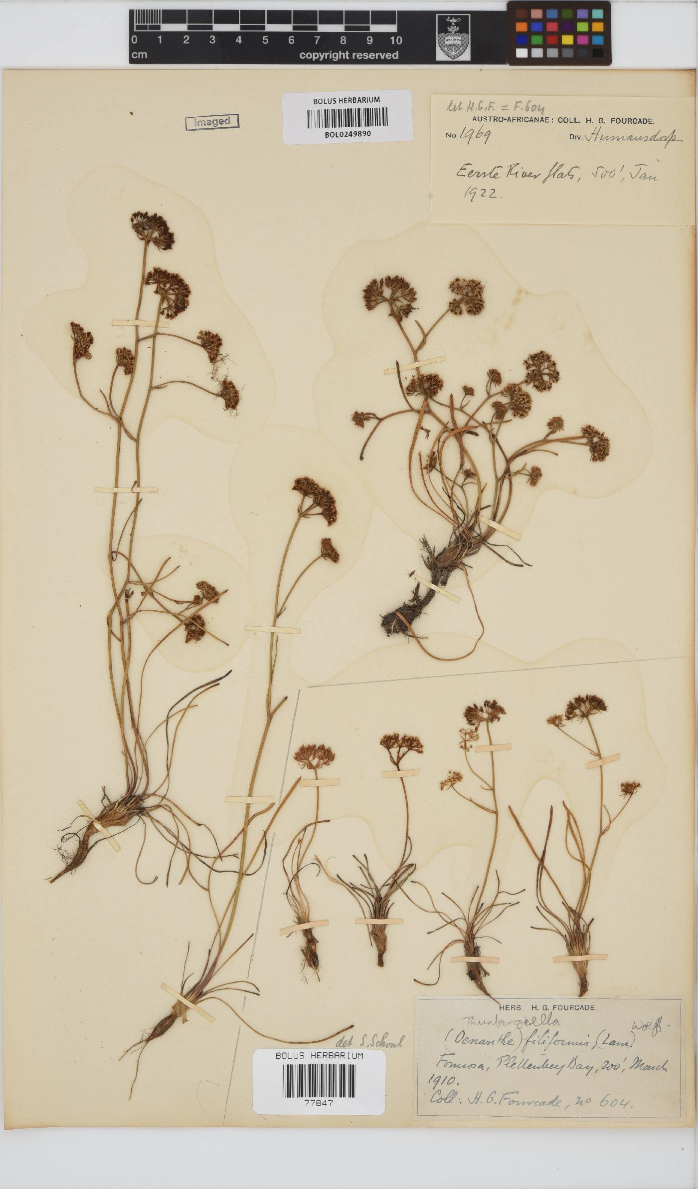 Itasina filifolia image