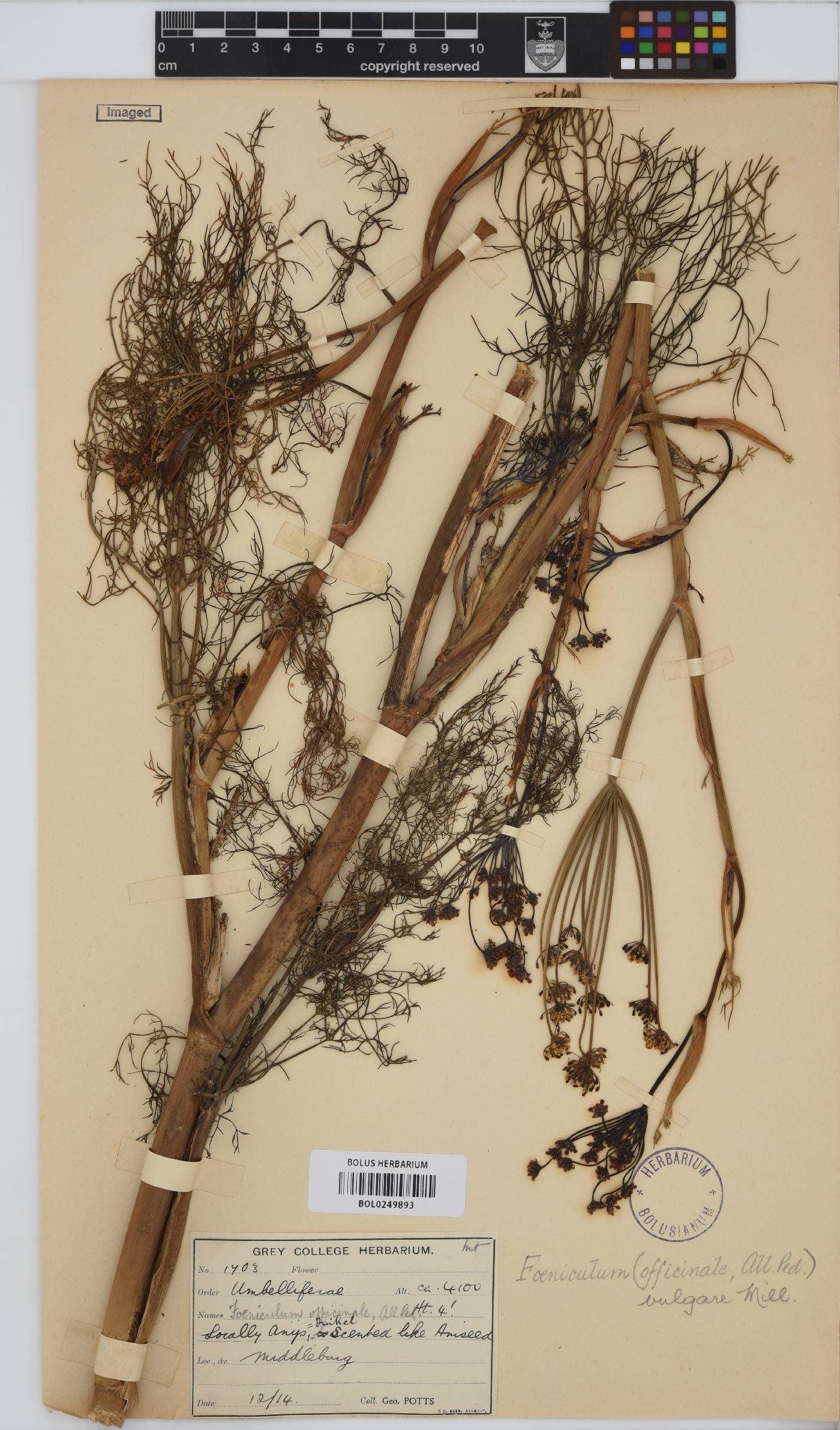 Foeniculum vulgare image