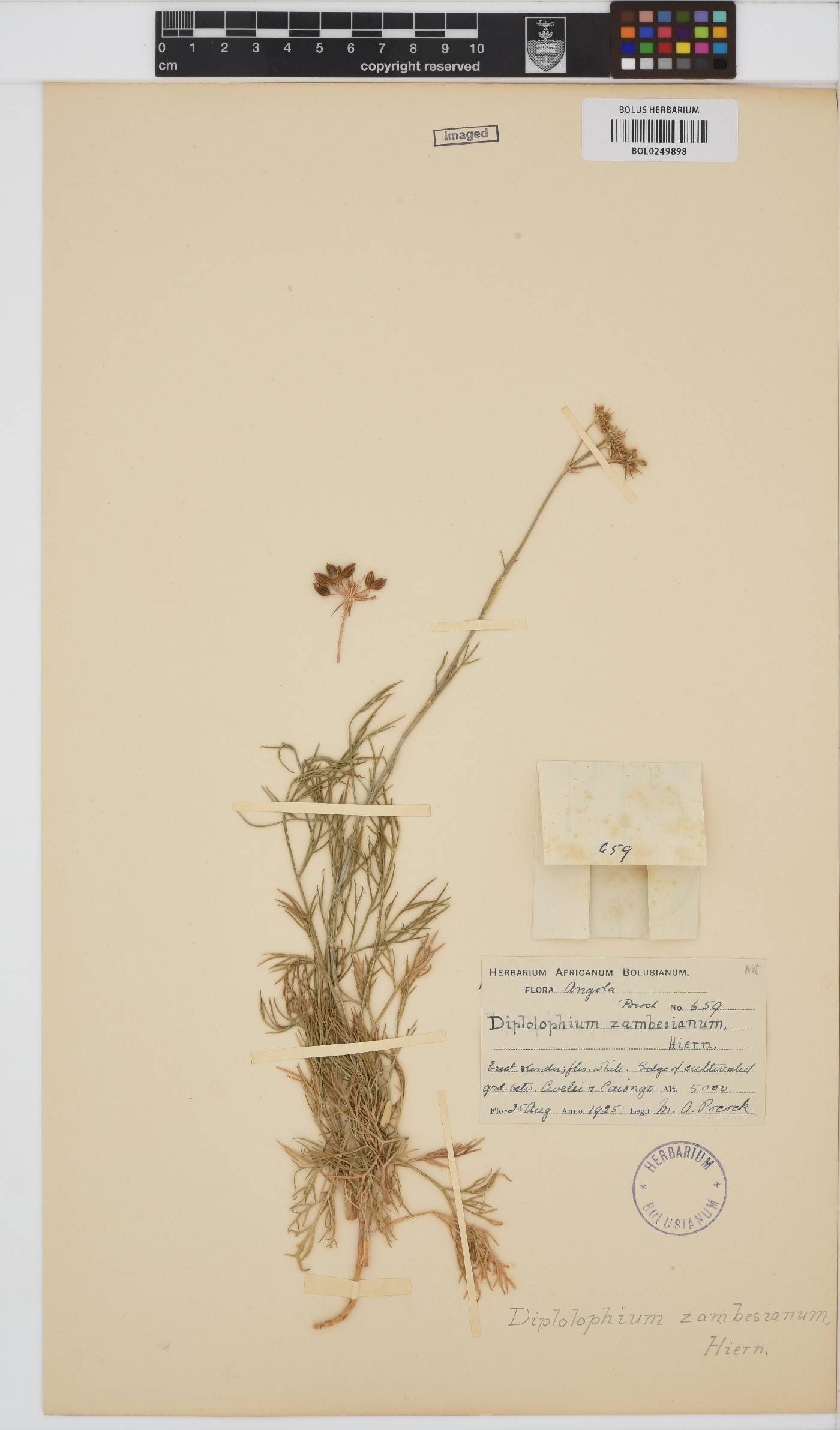 Diplolophium image